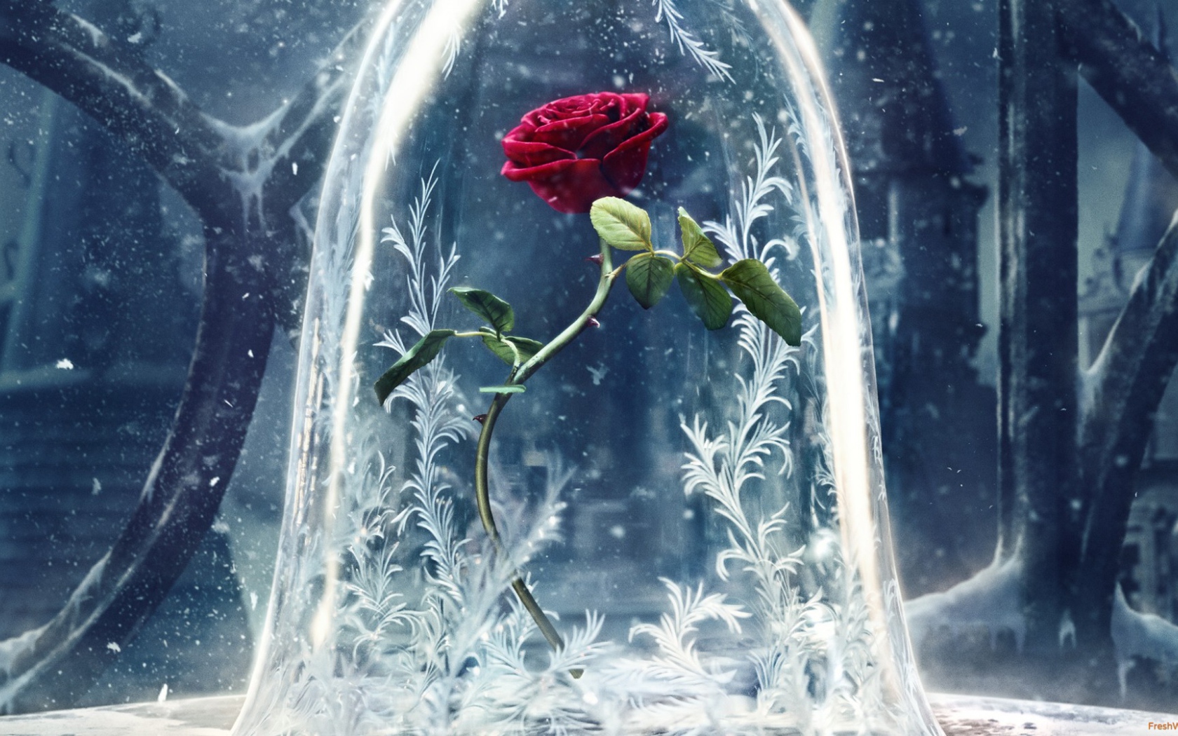 Алая роза фильм Красавица и чудовище 2017 