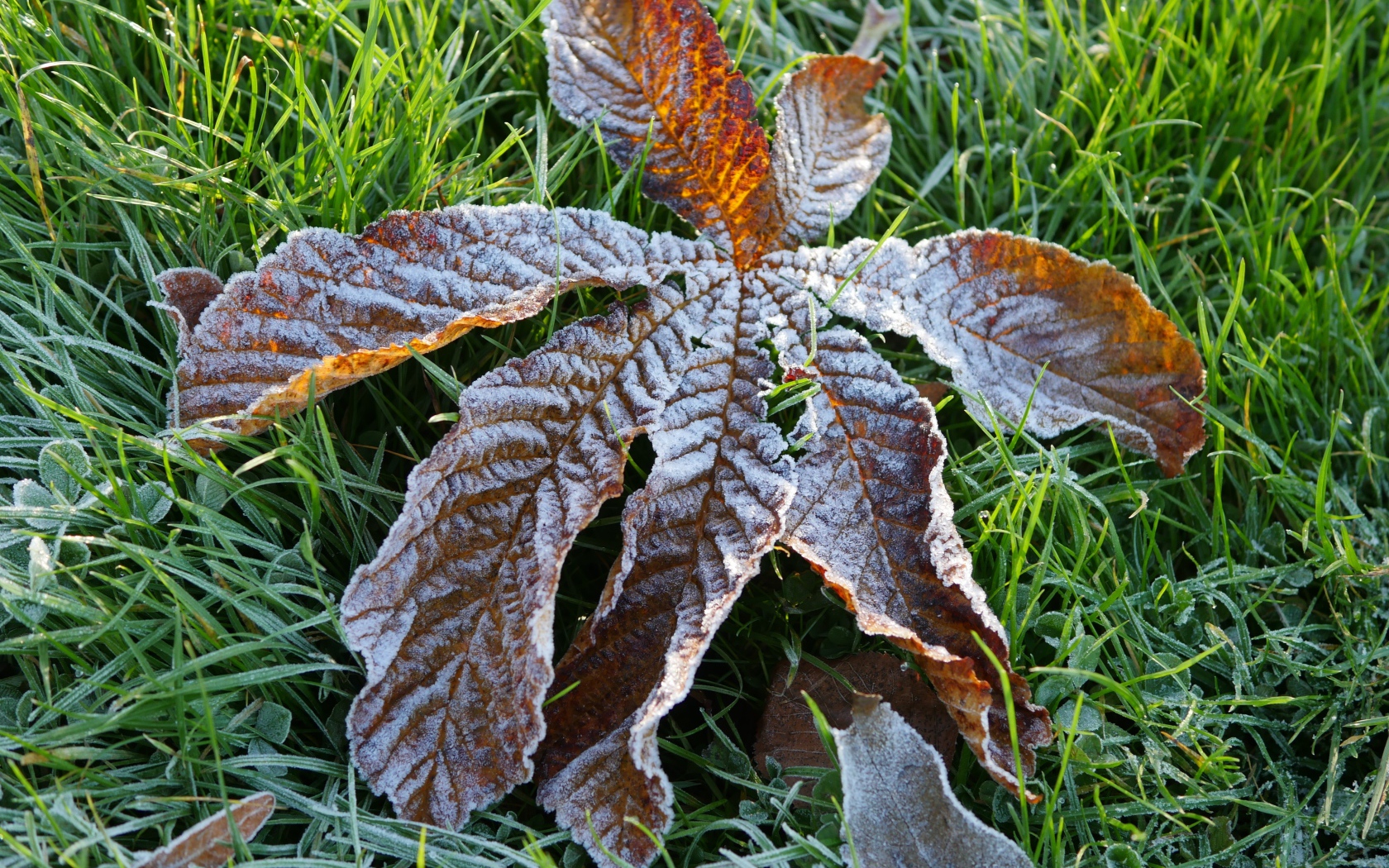 Сухой лист покрытый инеем лежит на зеленой траве
