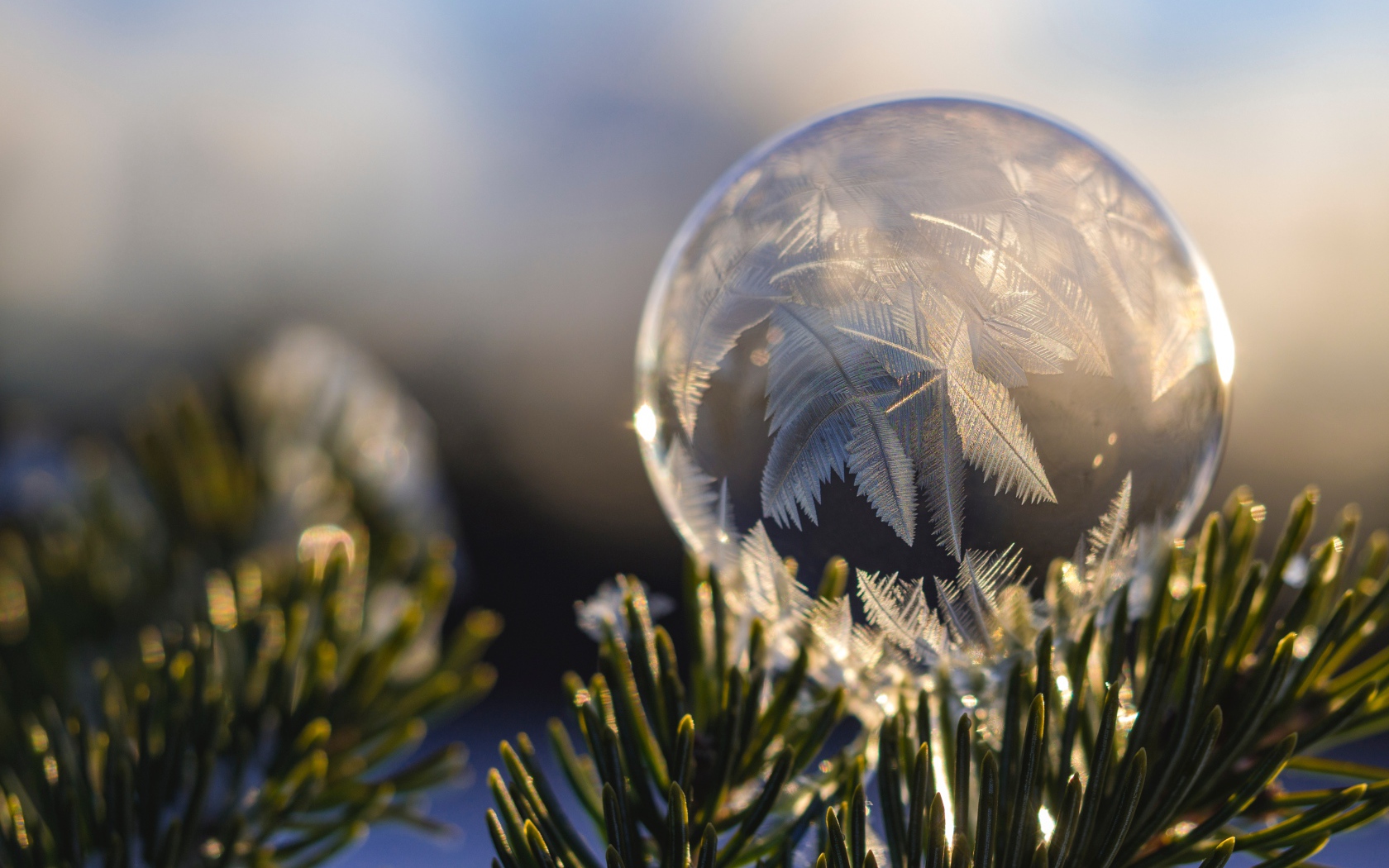 Замерзший мыльный пузырь на еловой ветке зимой