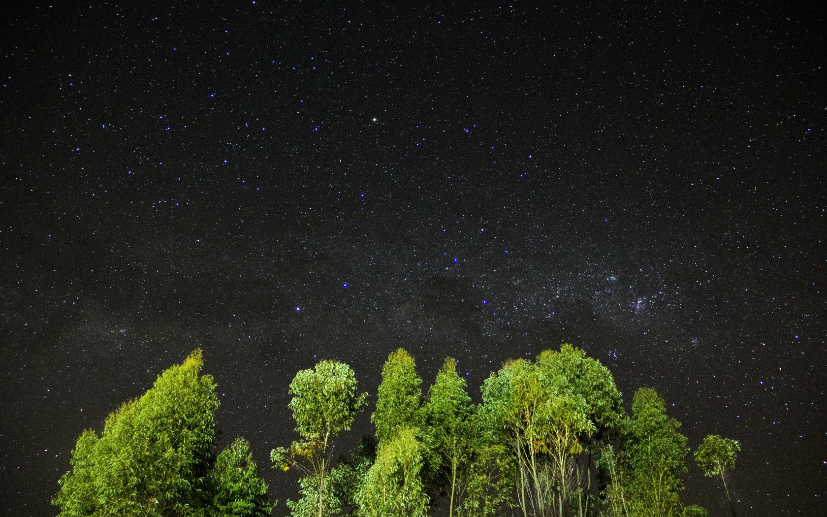 Зеленые верхушки деревьев на фоне звездного неба
