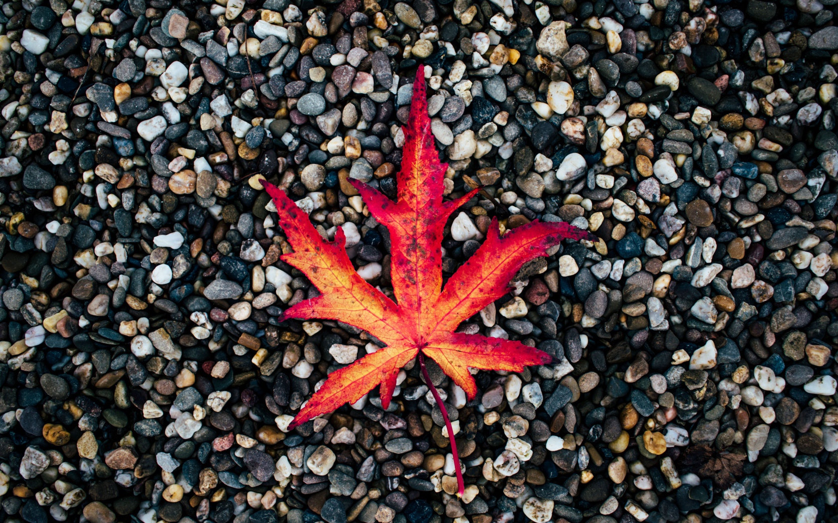 Опавший желтый лист лежит на мелких камнях