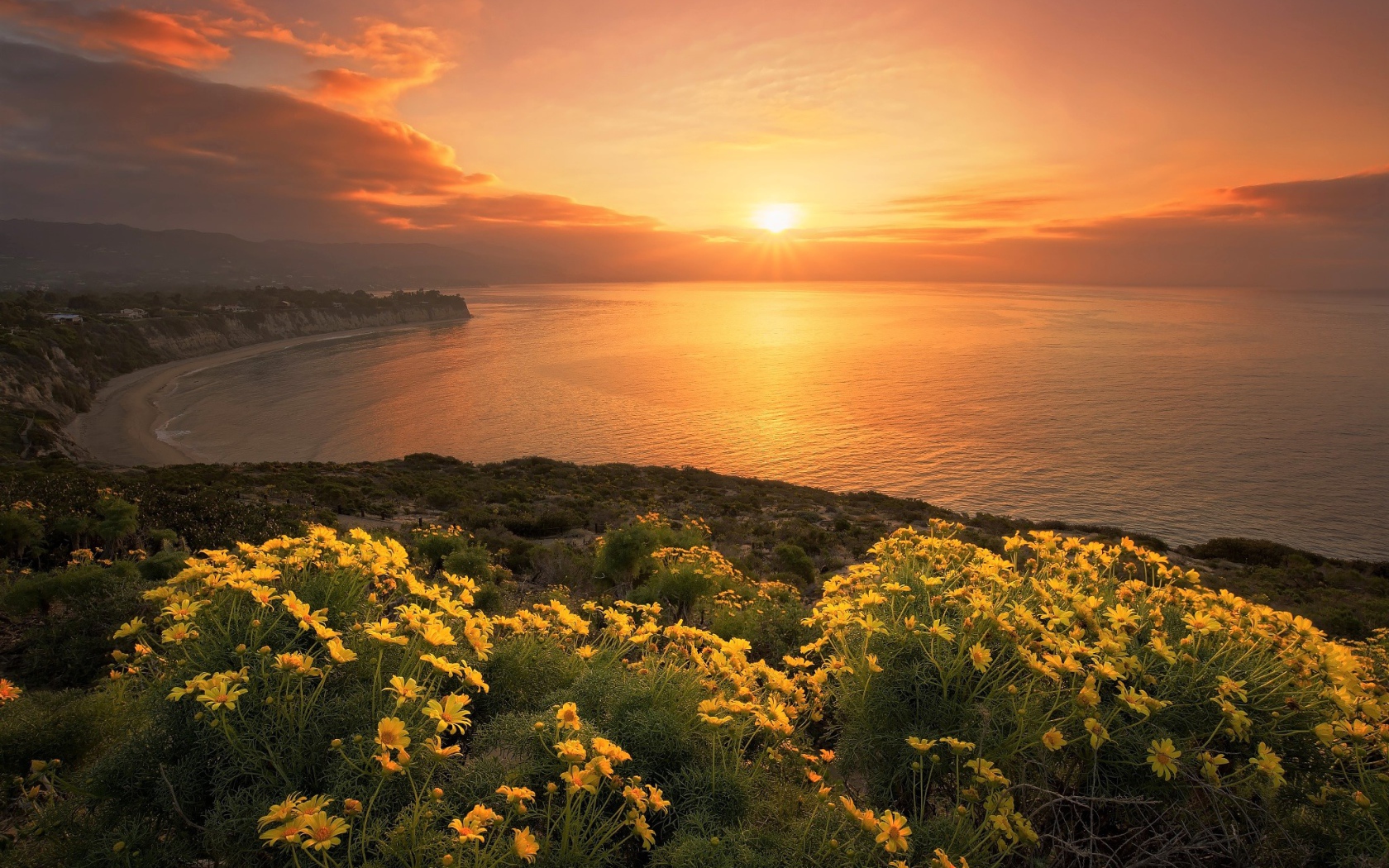 Желтые цветы на берегу океана на закате солнца