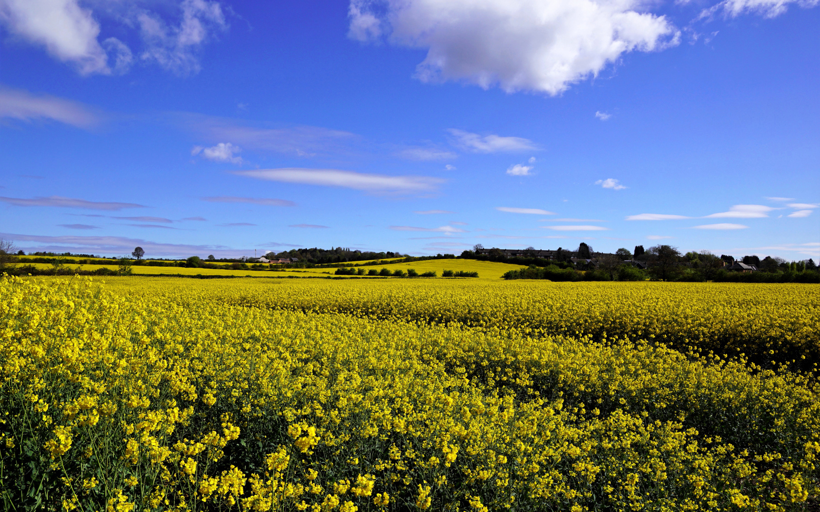 Рапсовое поле под красивым голубым небом с белыми облаками