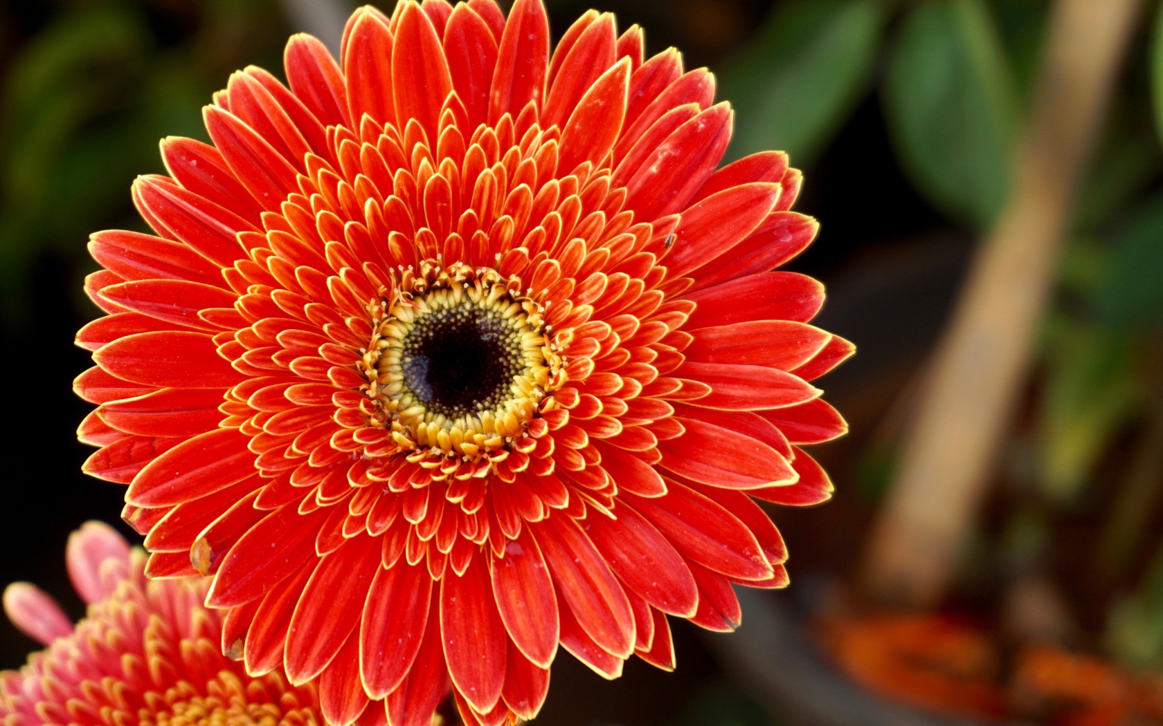 Одна прекрасная оранжевая гербера 