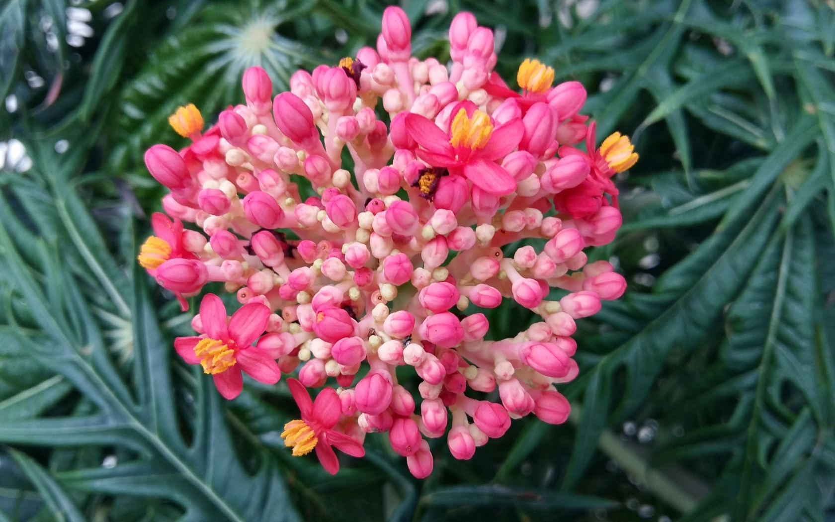 Красивый розовый цветок Ваточник 