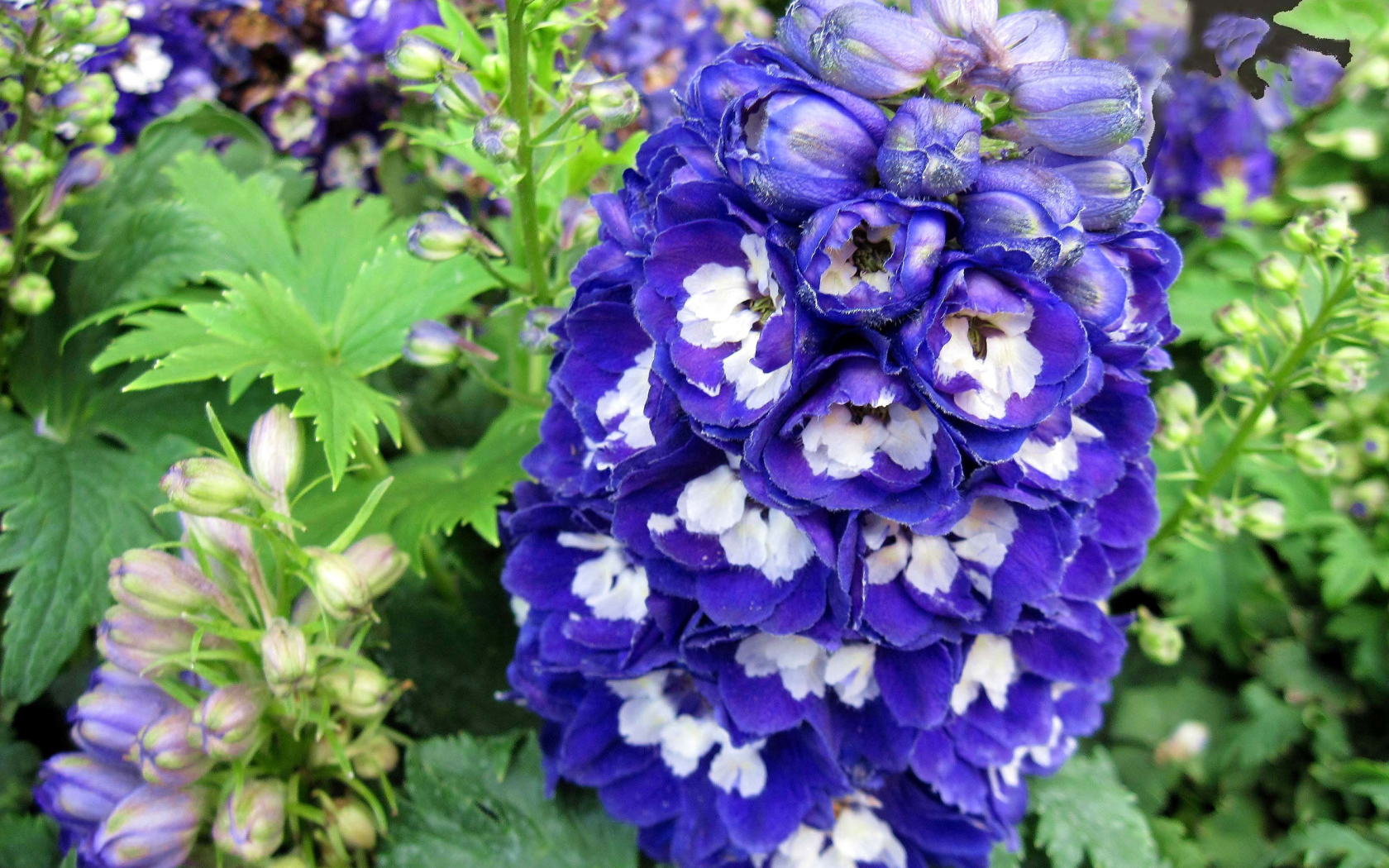 Красивый синий цветок дельфиниум крупным планом