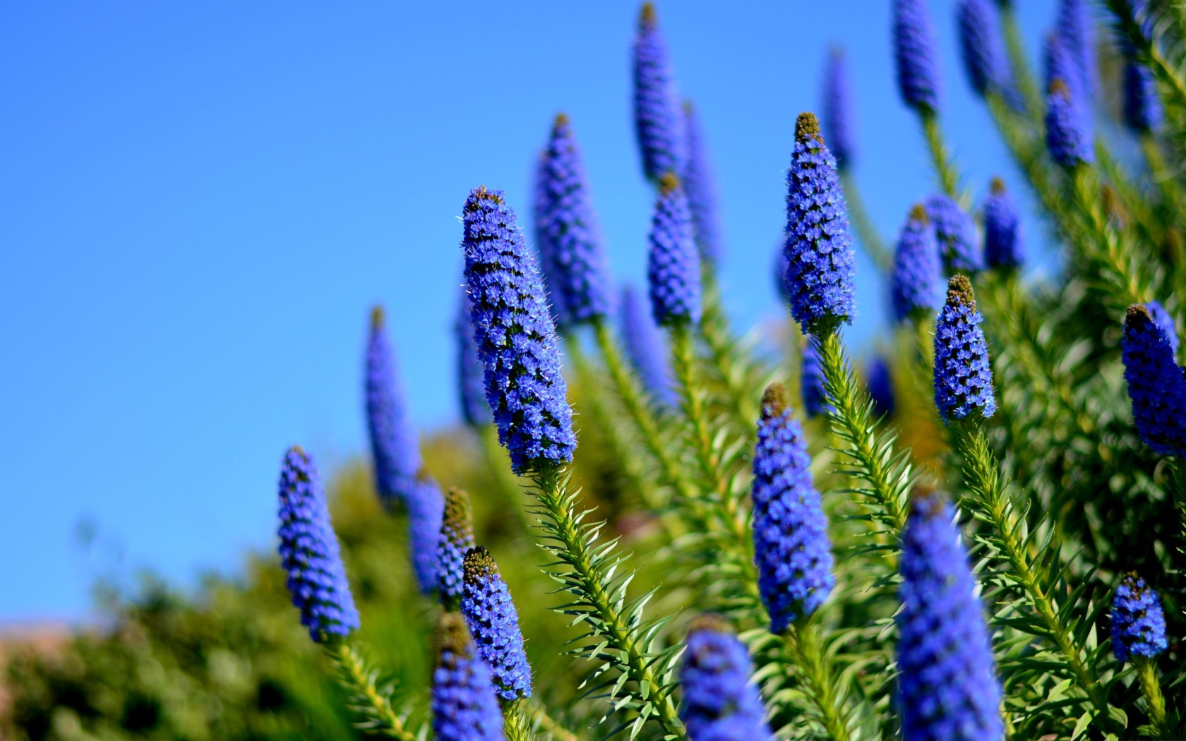 Красивые голубые полевые цветы на фоне неба 