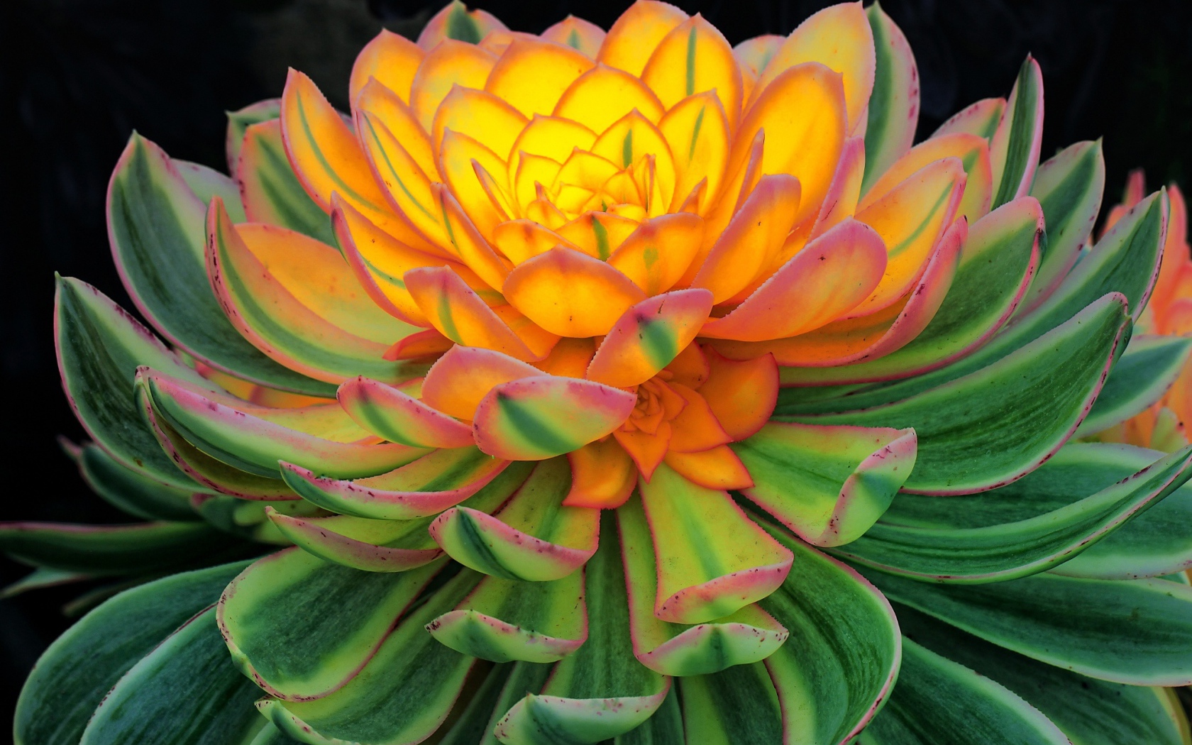 Красивый цветок каменная роза, молодило 