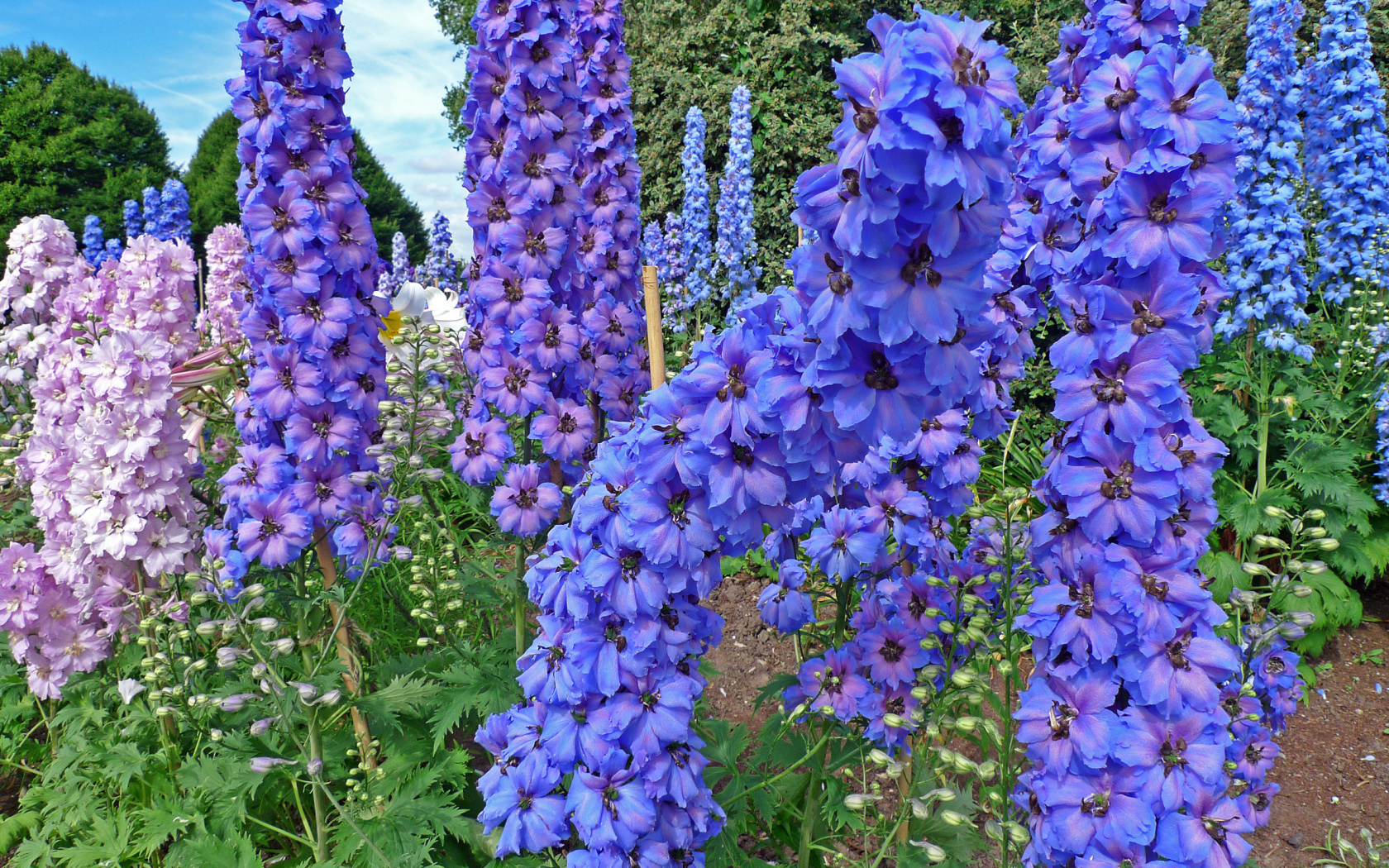 Красивые садовые цветы дельфиниум  