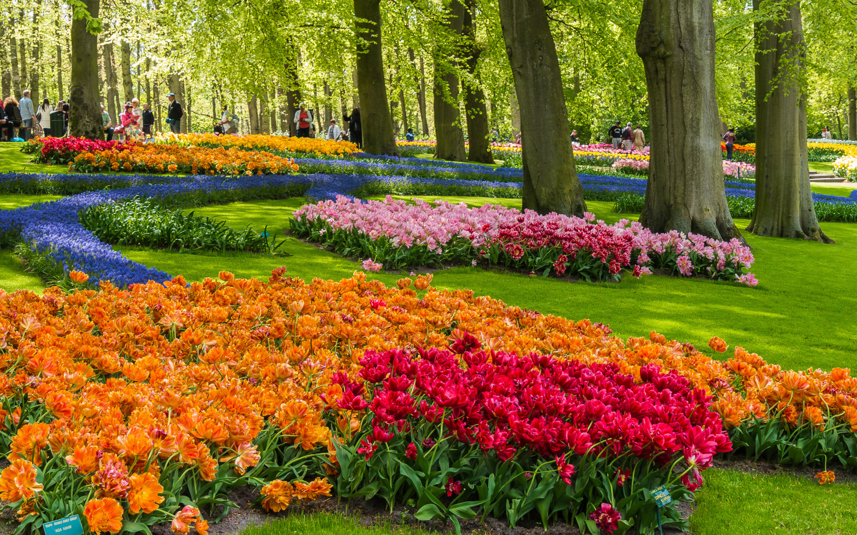 Красивые разноцветные тюльпаны в ботаническом саду