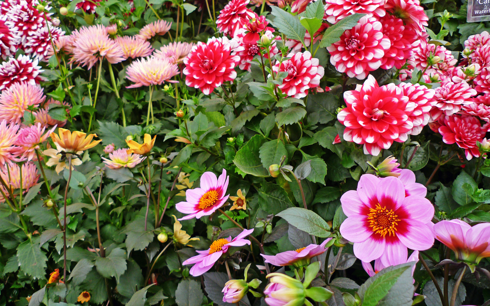 Красивые разноцветные георгины на клумбе