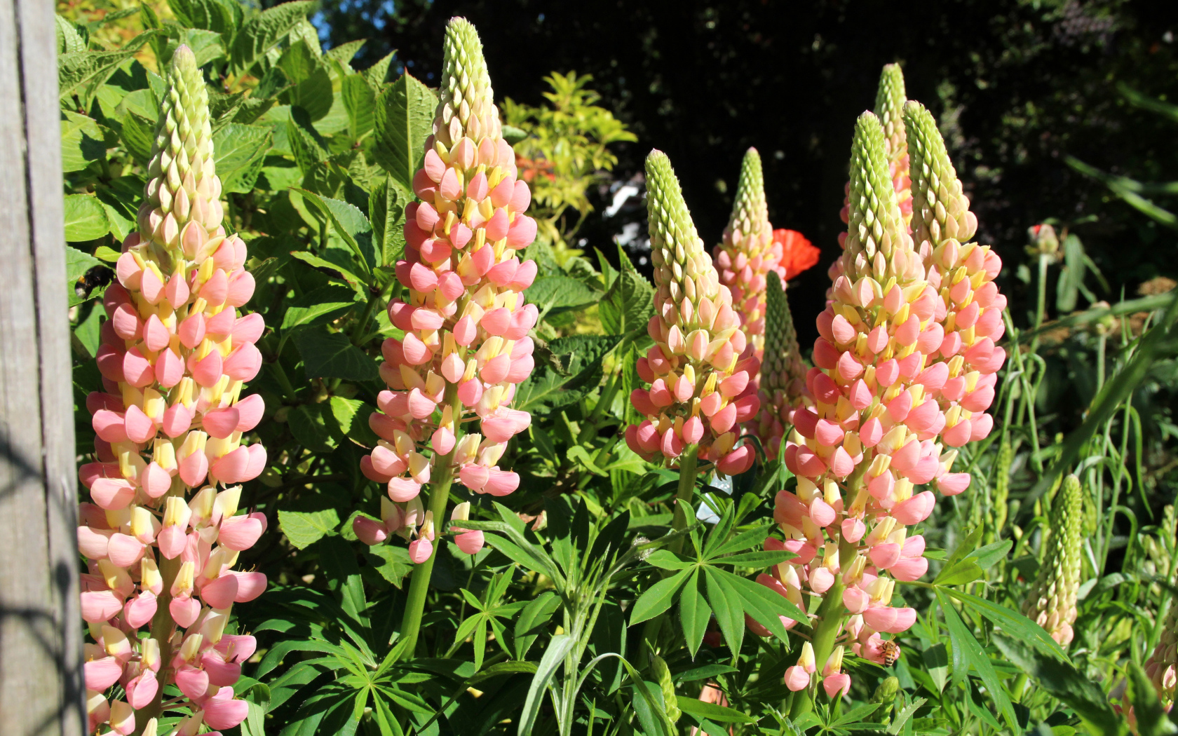 Красивые розовые люпины крупным планом