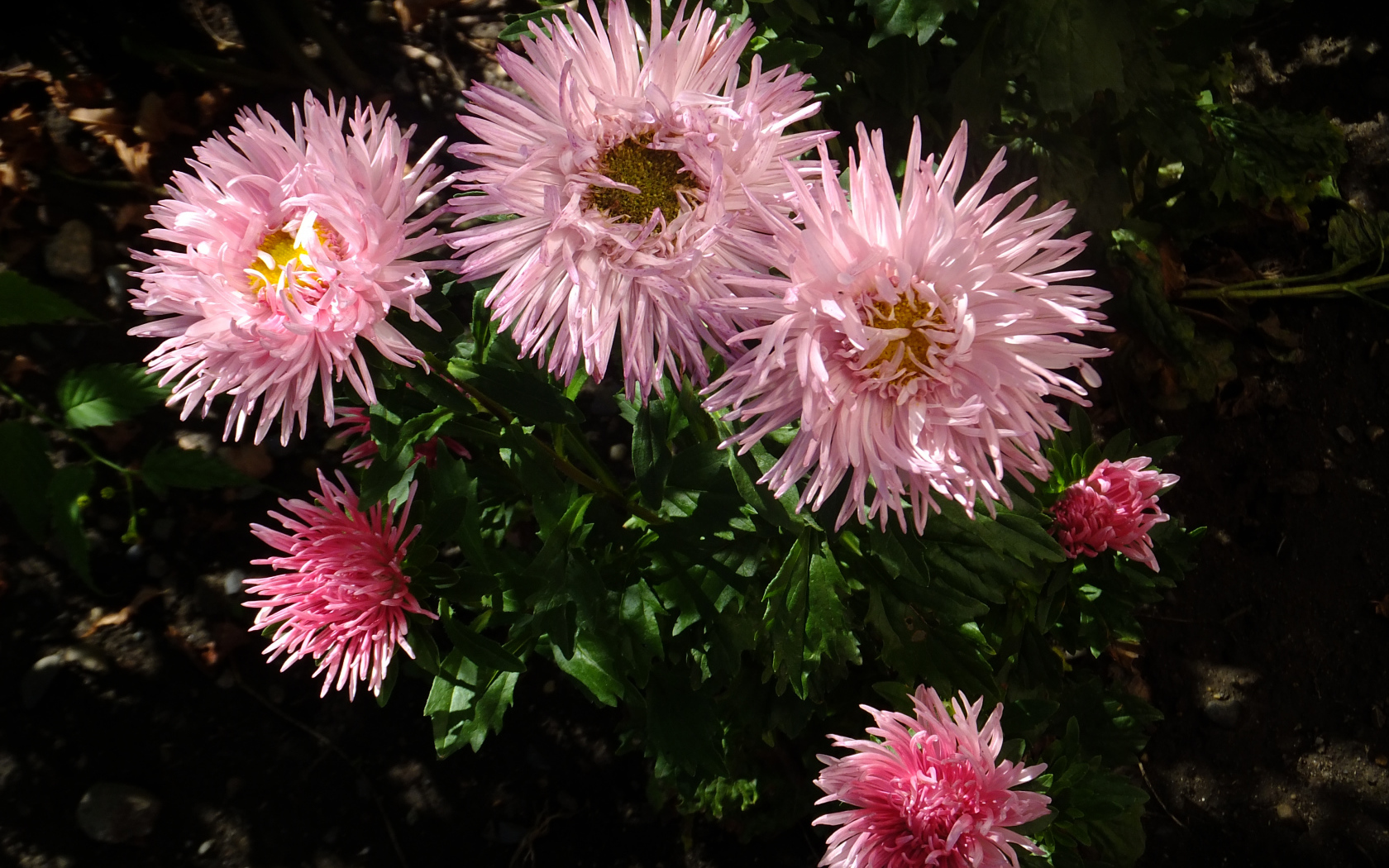 Красивые розовые розы на клумбе крупным планом