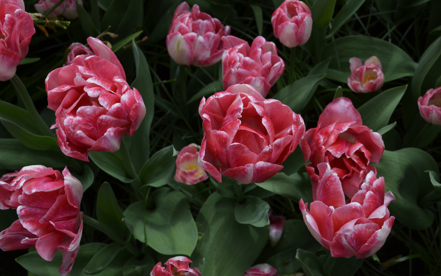 Красивые розовые тюльпаны вид сверху