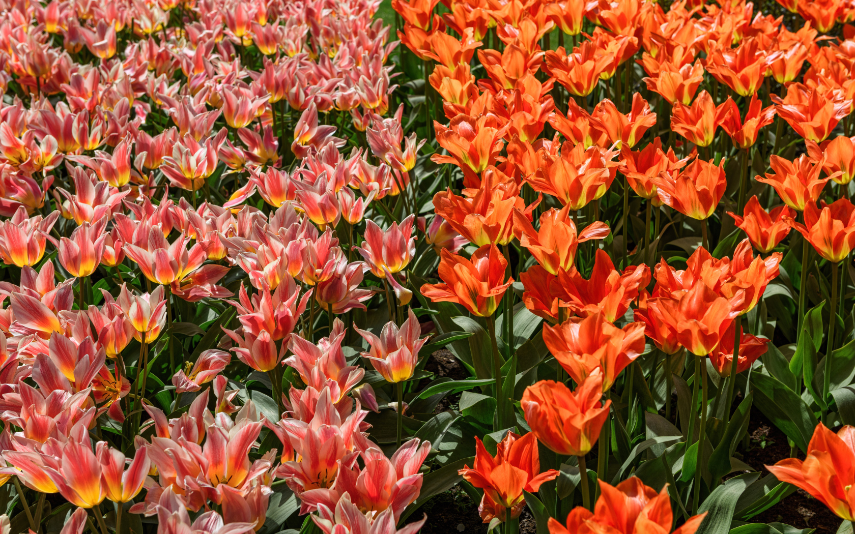 Красивые красные и розовые тюльпаны на клумбе 