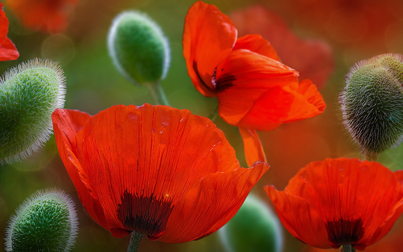 Красивые красные цветы маки 