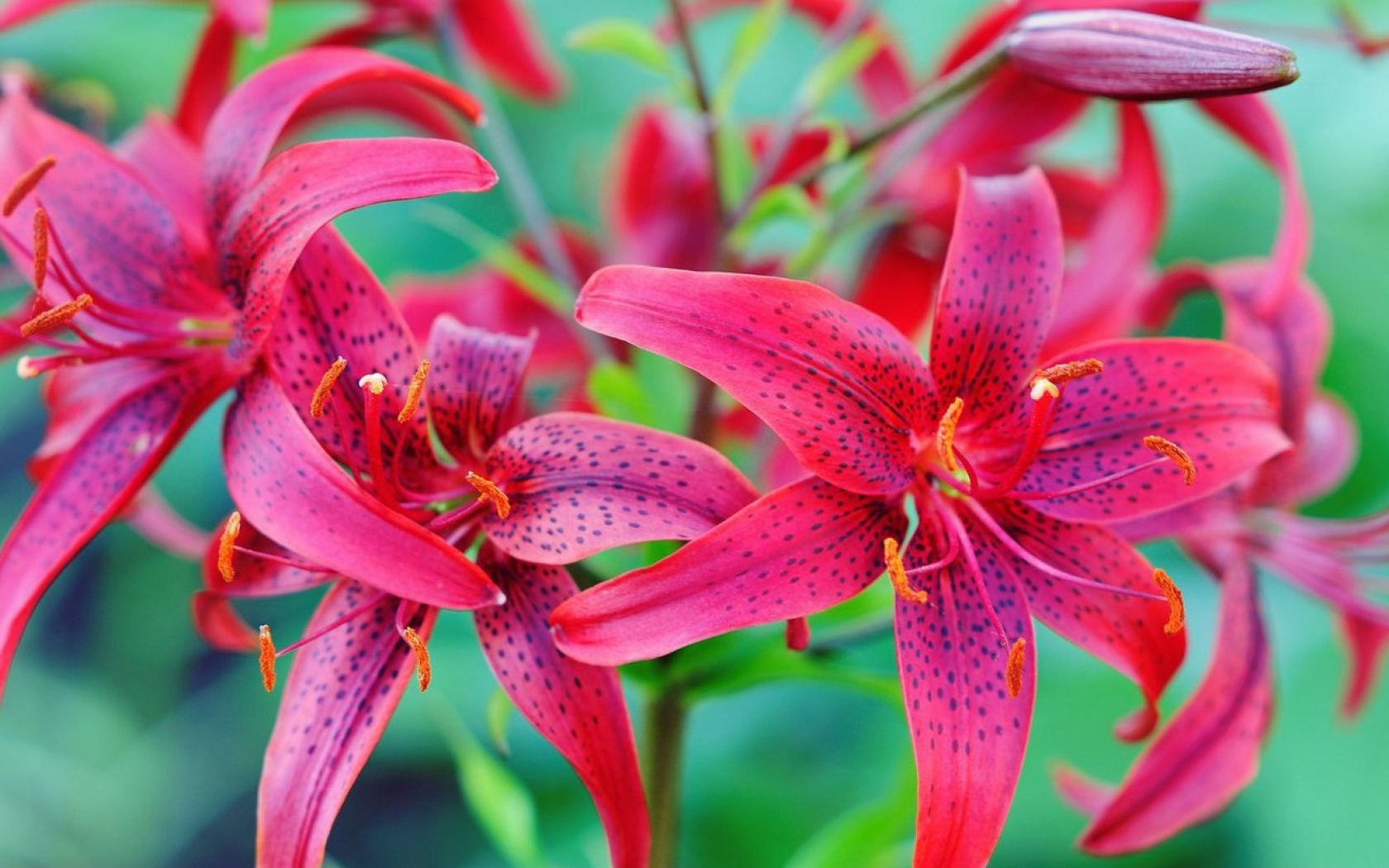 Красивые красные пятнистые лилии