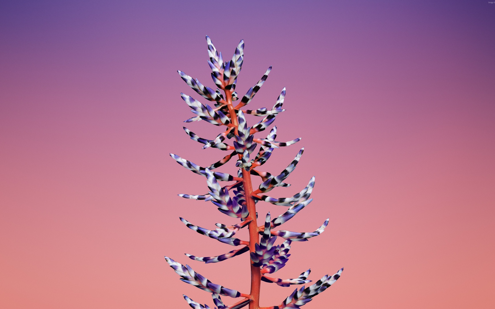 Красивый необычный цветок на розовом фоне