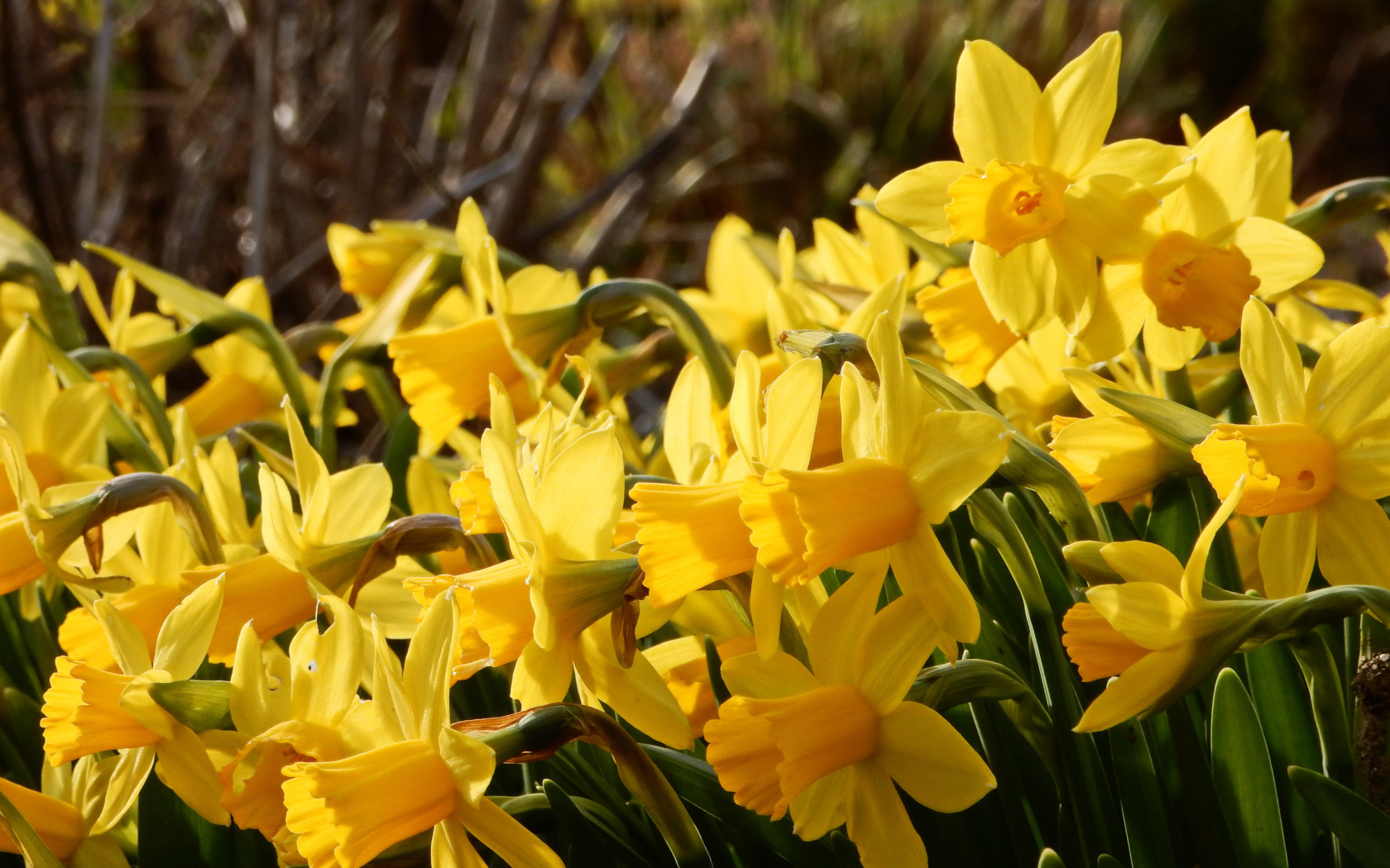 Красивые желтые нарциссы на клумбе 