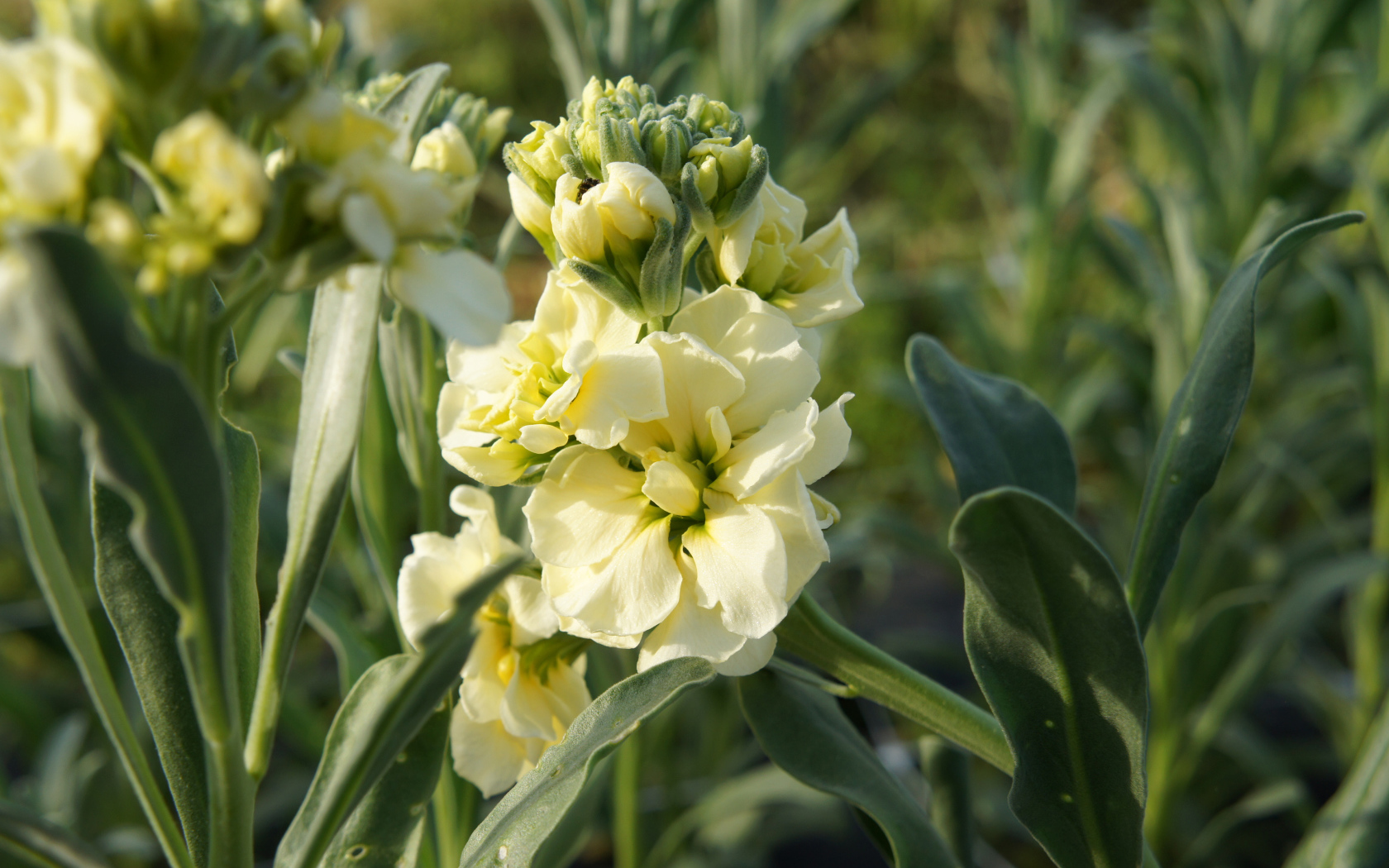 Красивый желтый цветок левкой с бутонами крупным планом