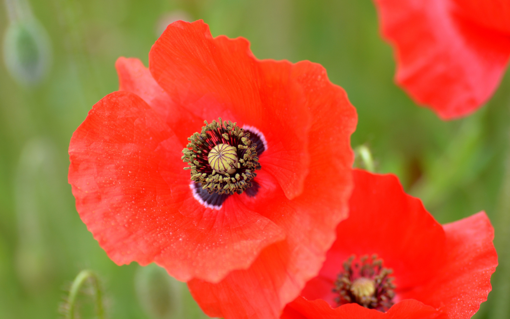 Большой цветок красного мака крупным планом 