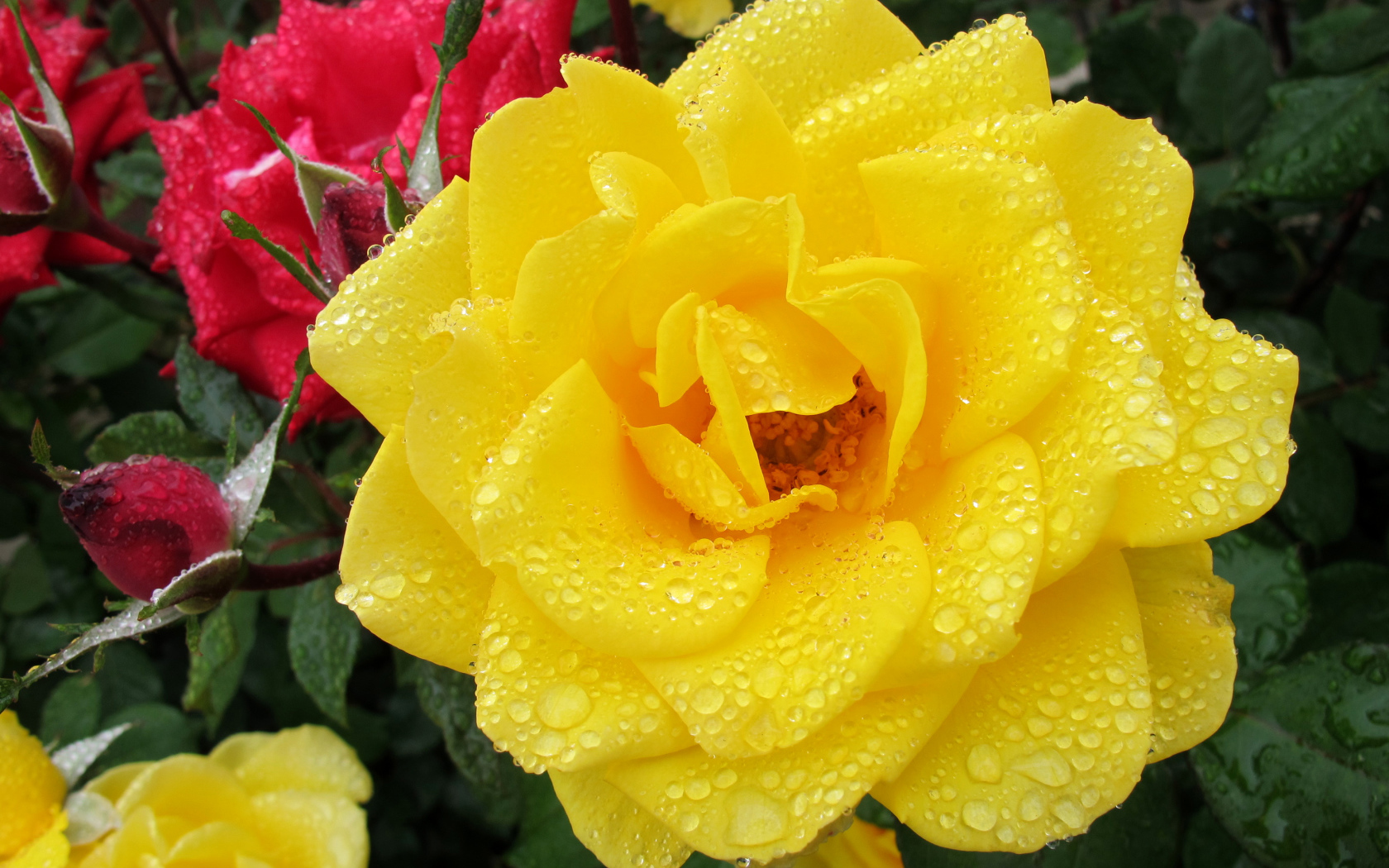 Большая желтая роза в каплях росы крупным планом