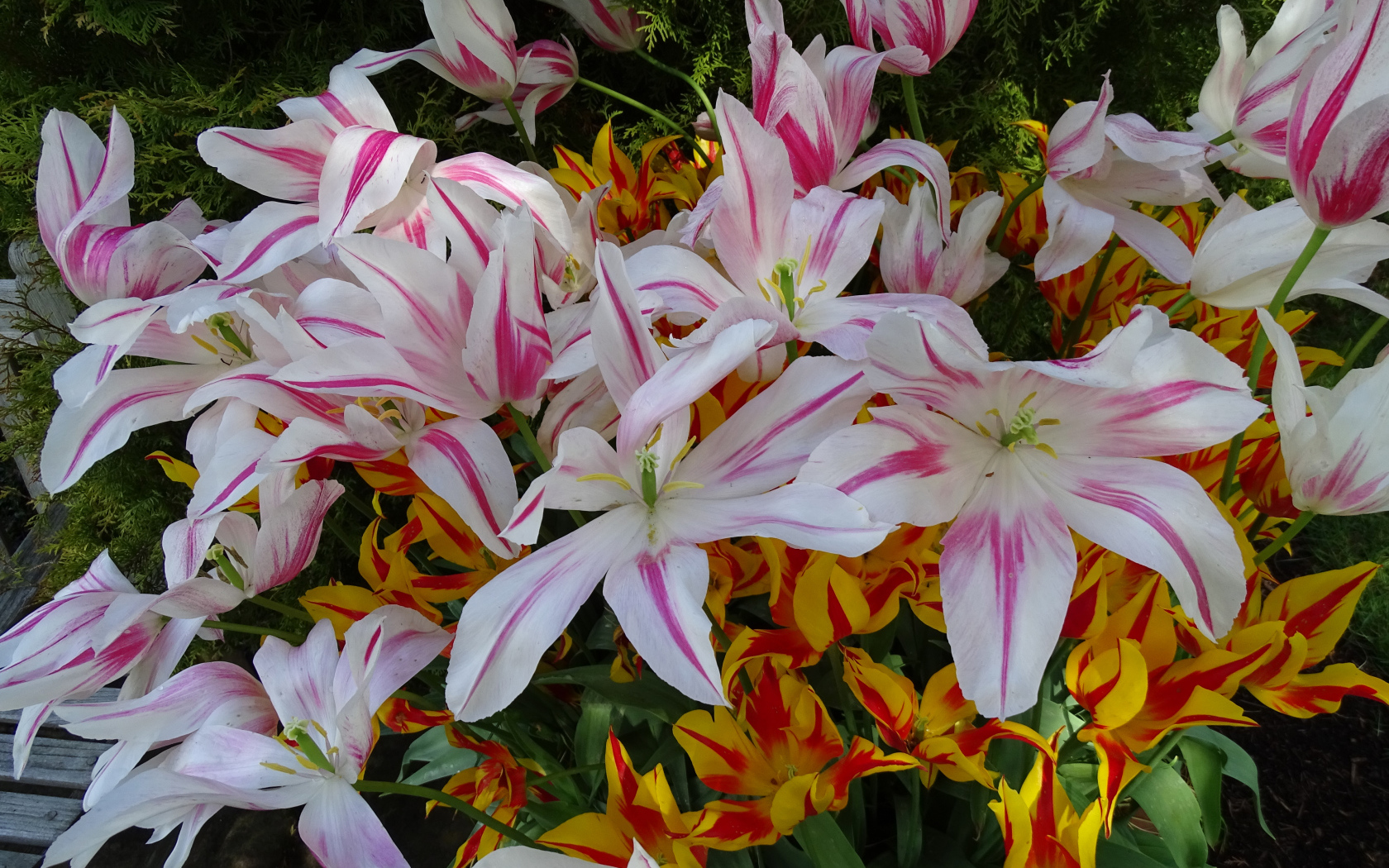 Распустившиеся цветы тюльпаны 