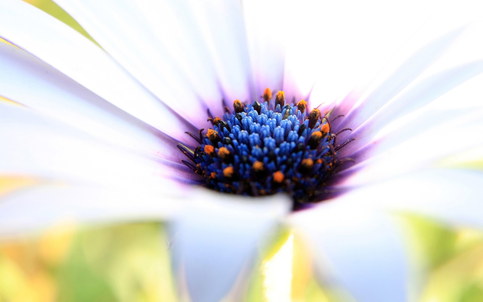 Синяя сердцевина белого цветка 