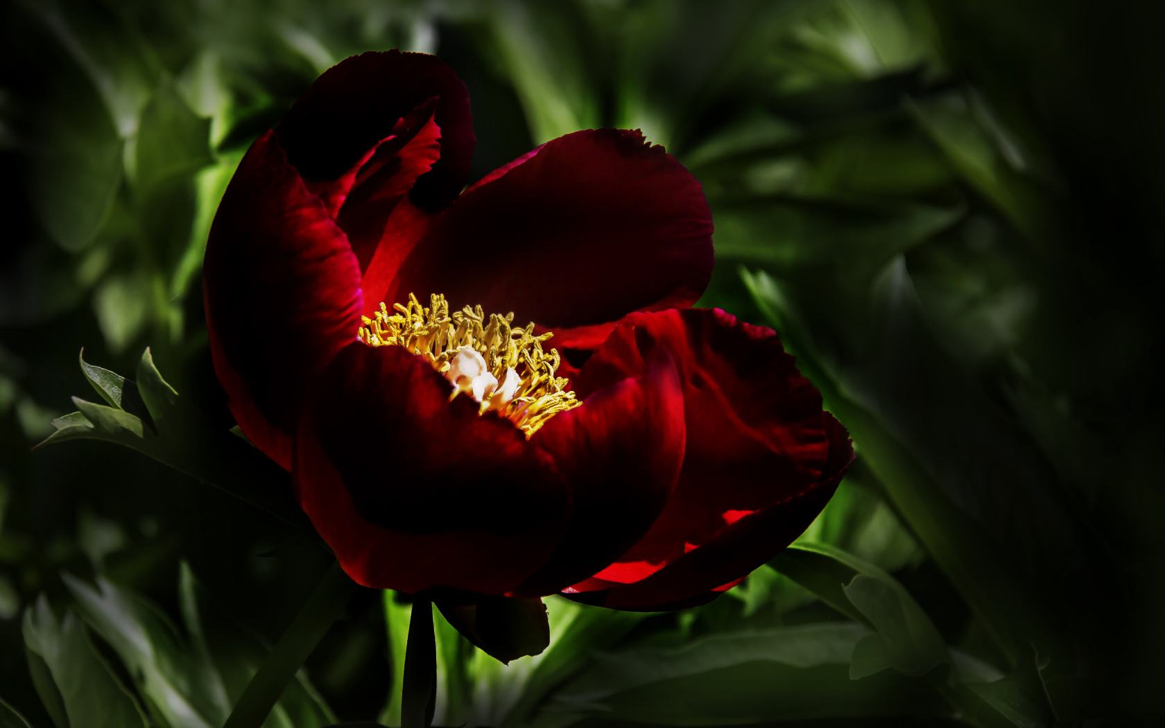 Бордовый красивый пион крупным планом