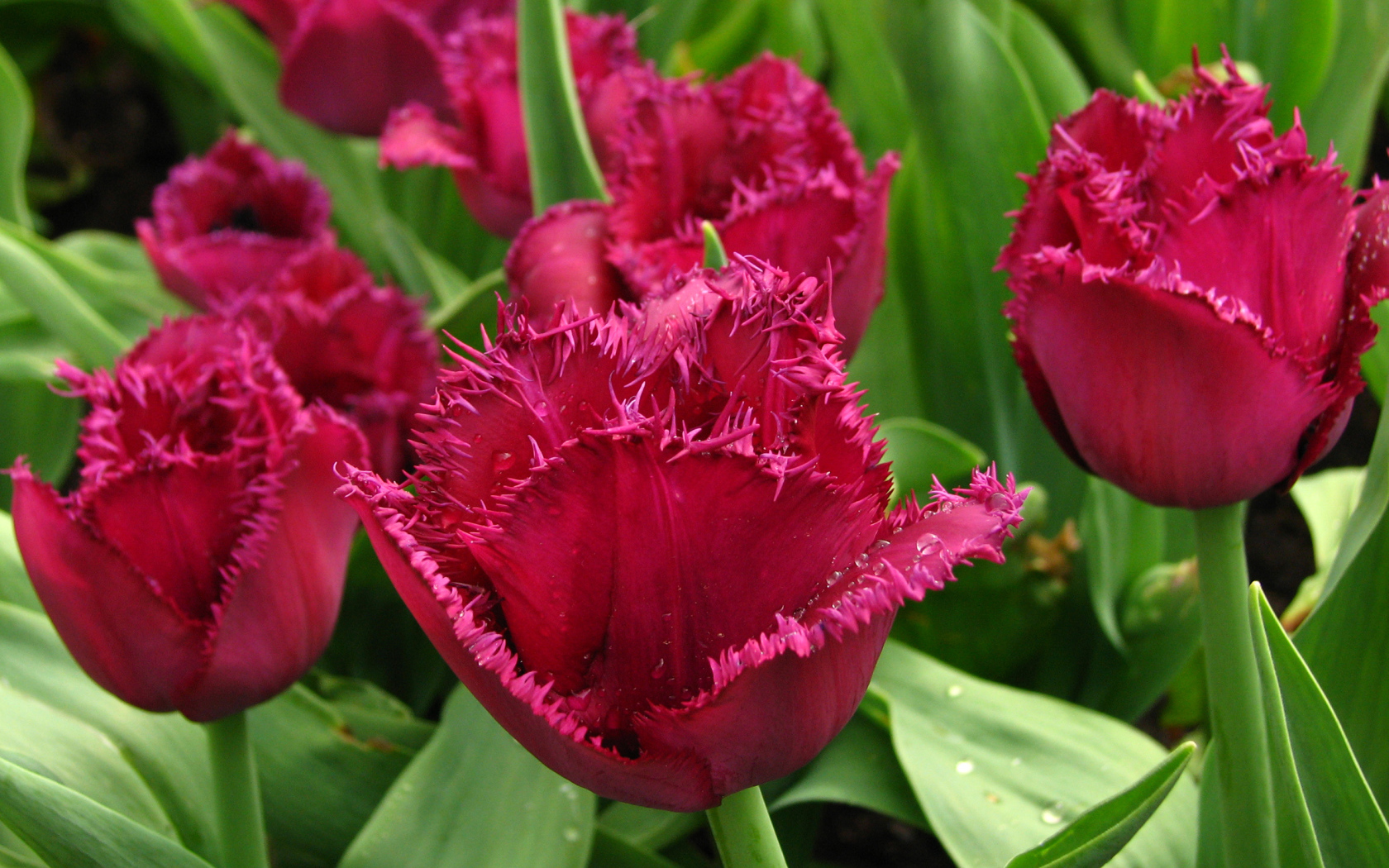 Бордовые тюльпаны на клумбе в каплях воды крупным планом