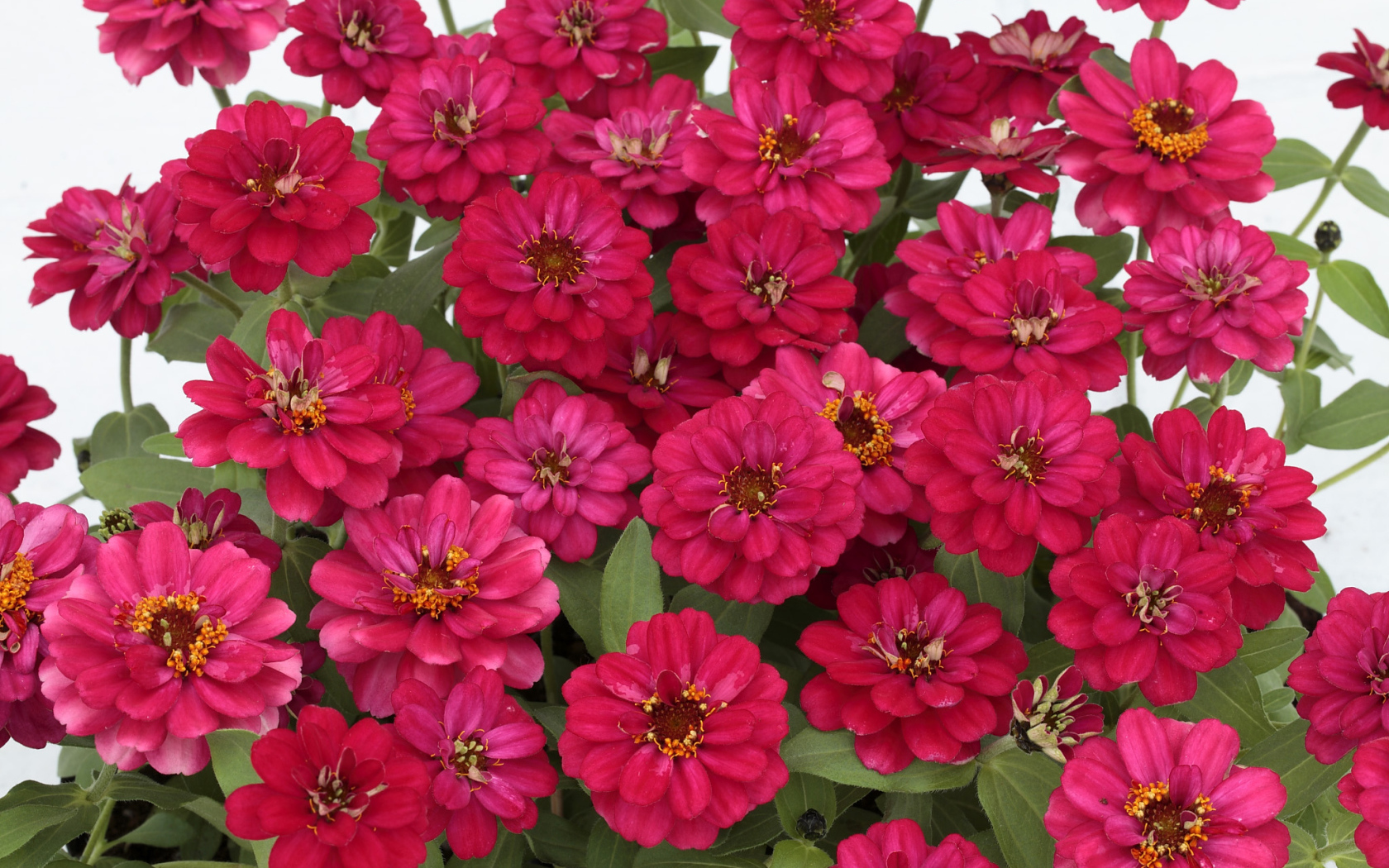 Букет розовых цветов цинния