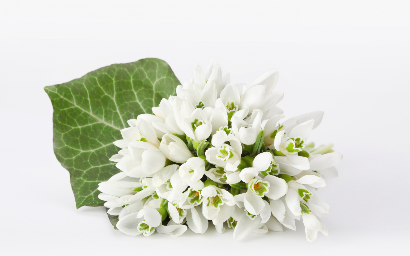 Букет белых подснежников на белом фоне