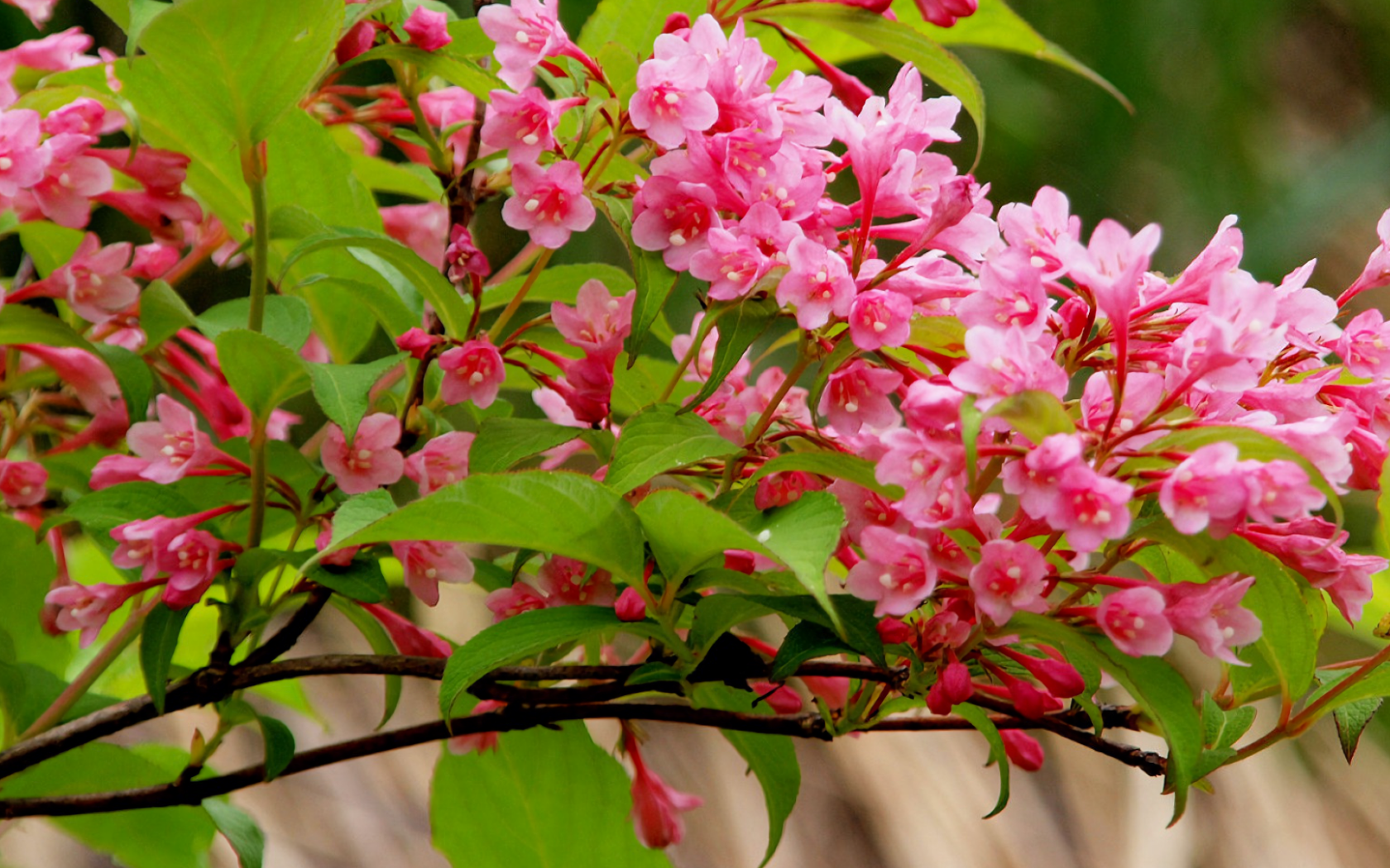 Ветка с нежными розовыми цветами 