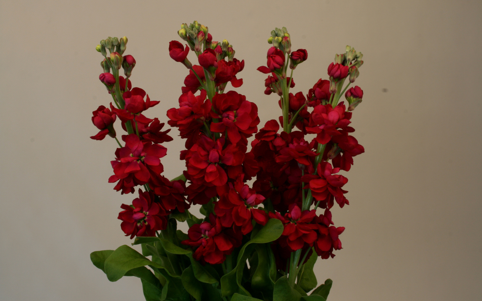 Бордовый красивый букет цветов левкой