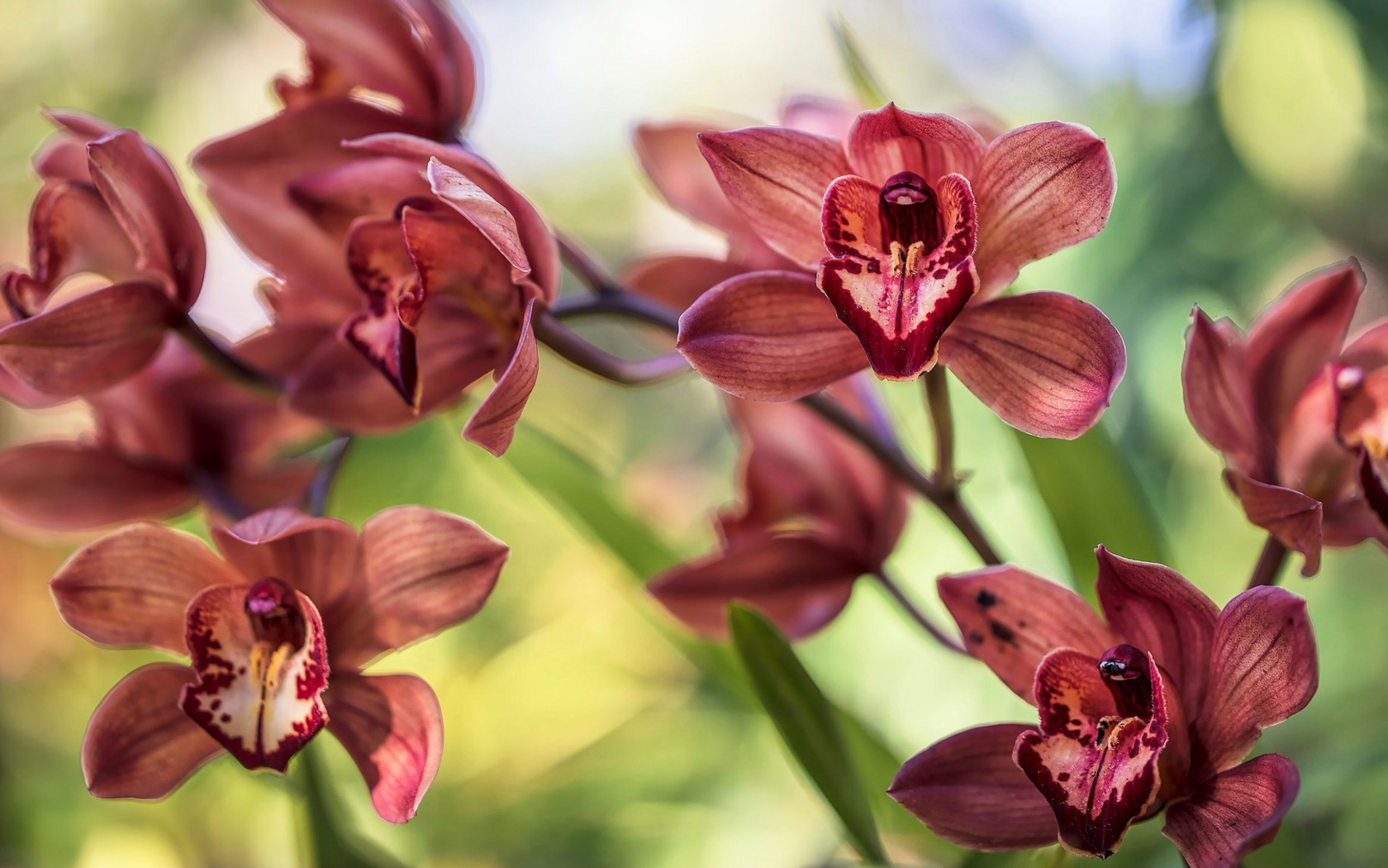 Нежные цветы орхидеи 