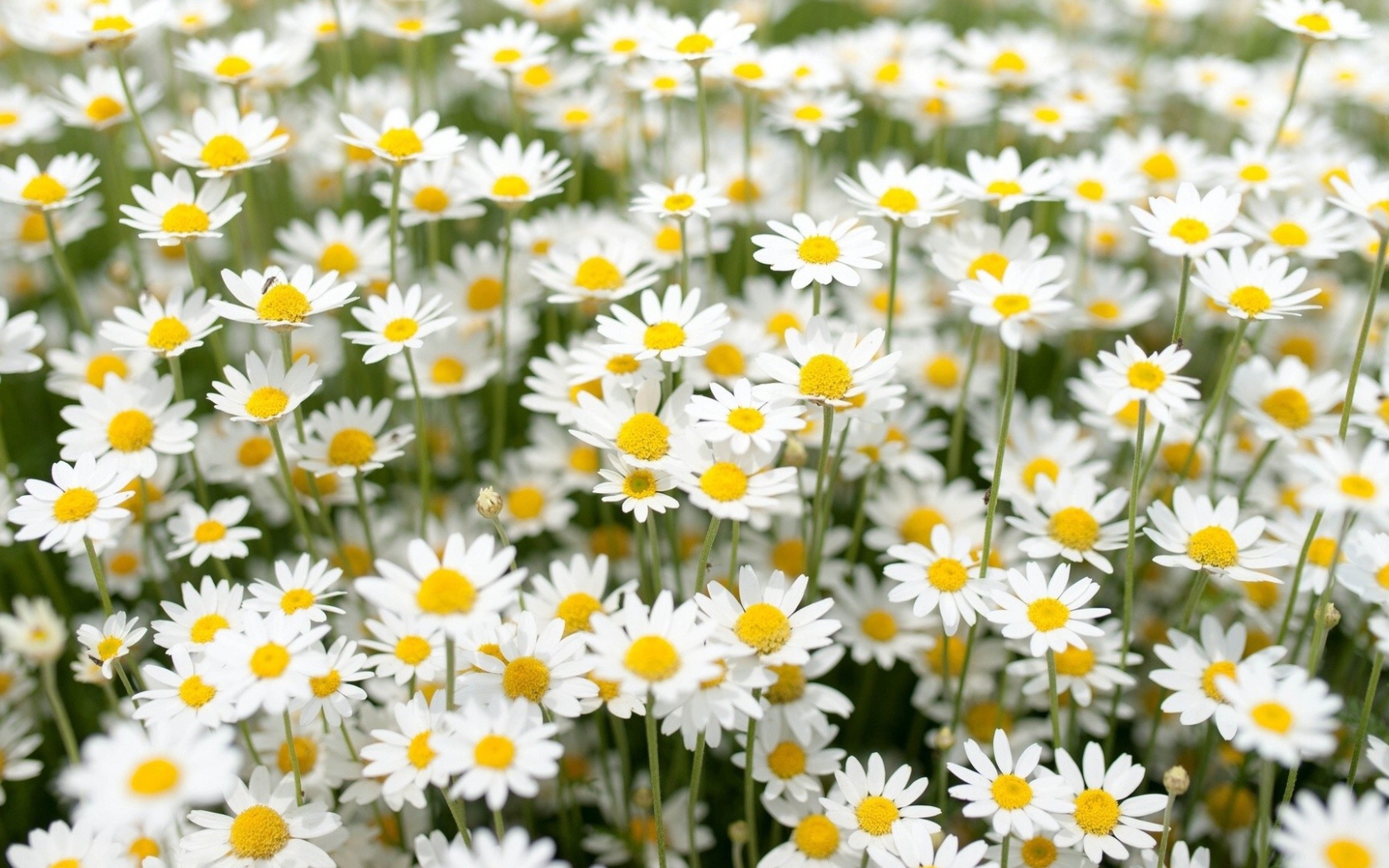 Нежные белые полевые ромашки 