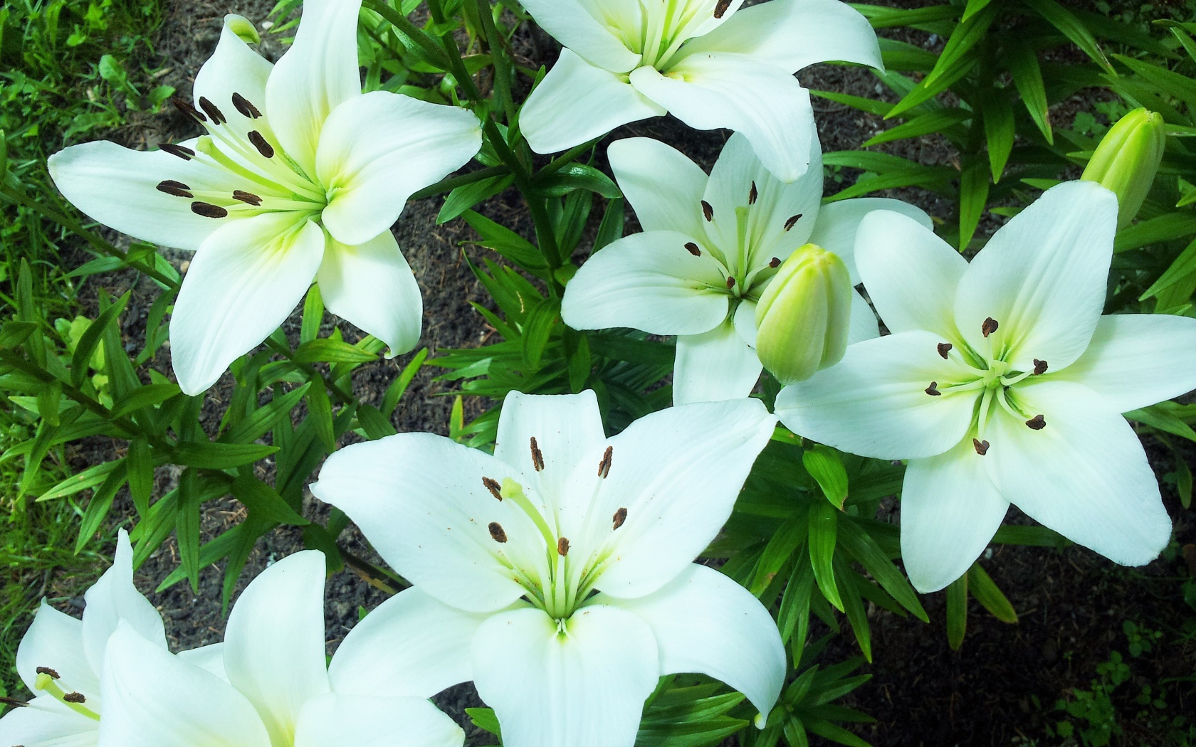 Нежные белые лилии на клумбе крупным планом