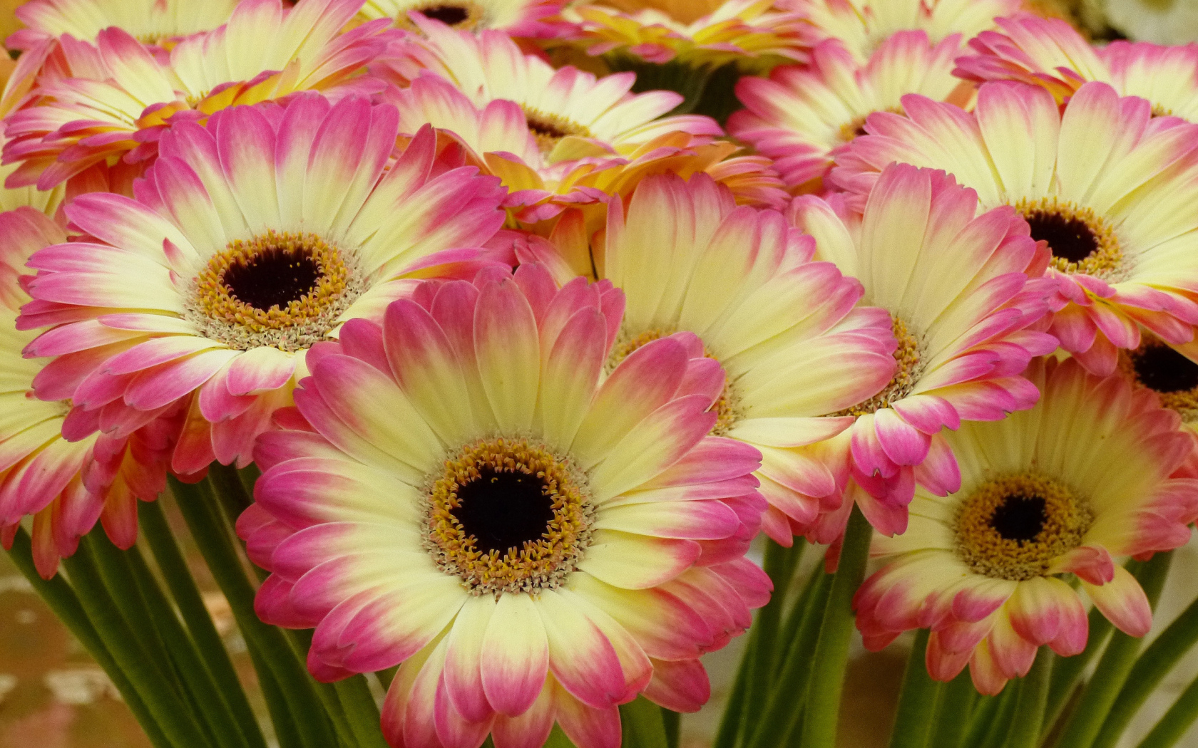 Нежные желтые герберы с розовыми лепестками