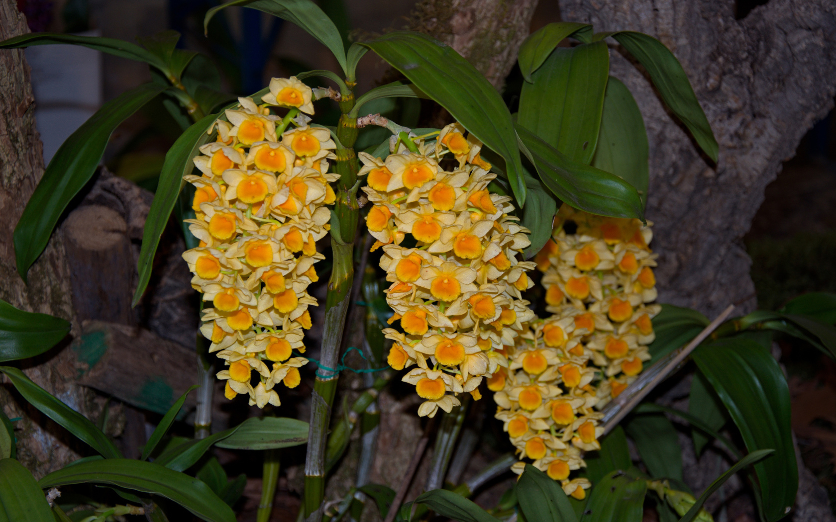 Экзотические желтые цветы орхидеи