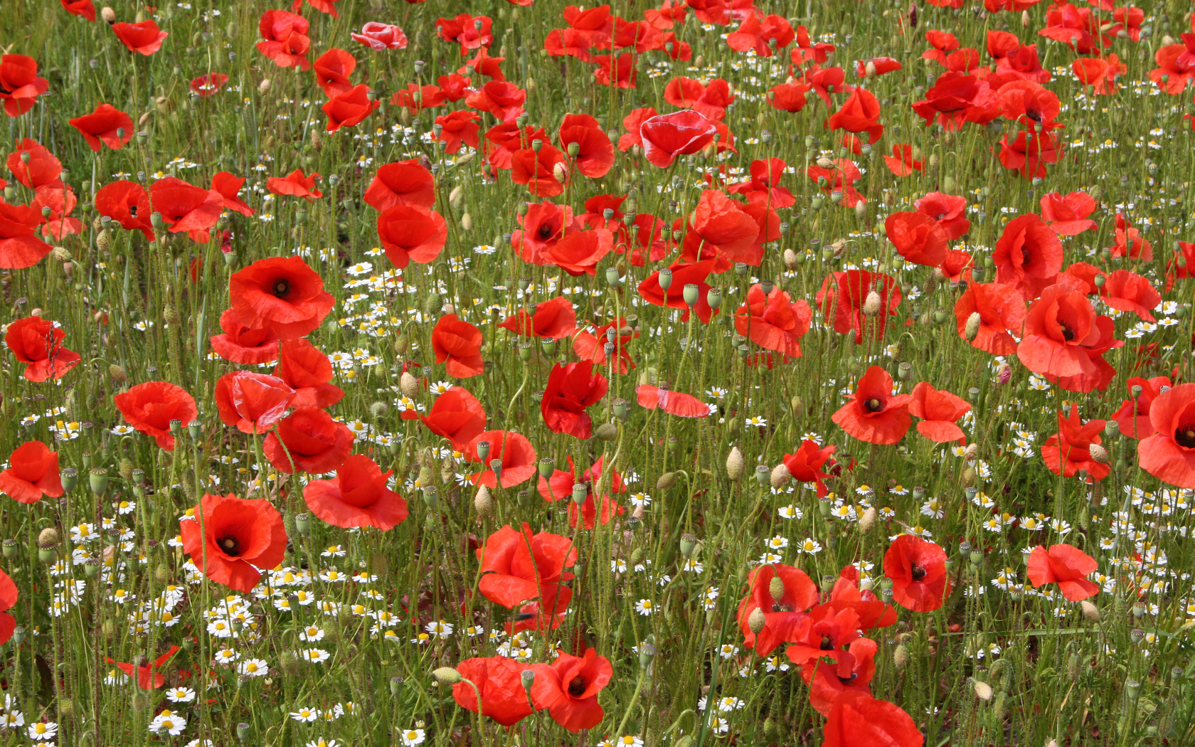 Поле красных маков с белыми ромашками