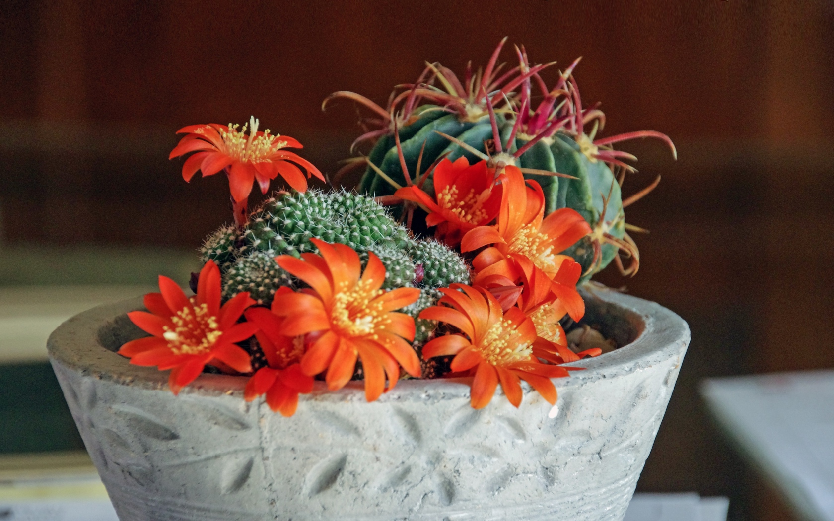 Цветущий комнатный цветок маммиллярия