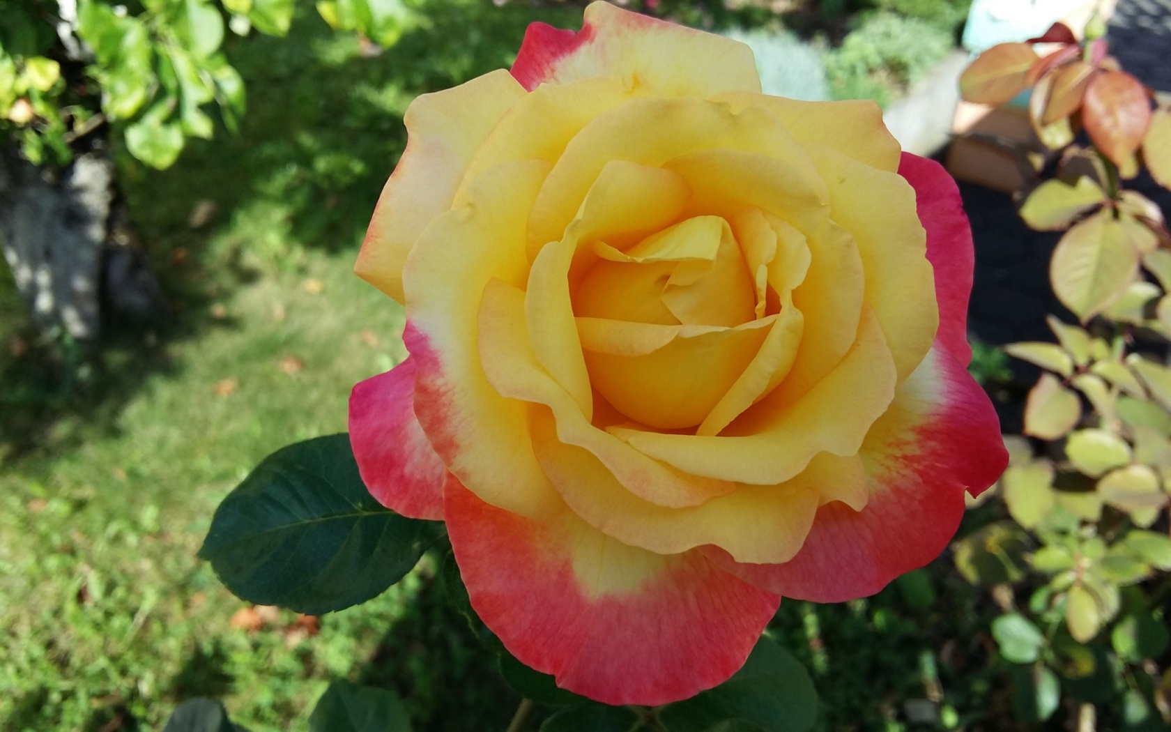 Садовая роза сорт Восточный экспресс 