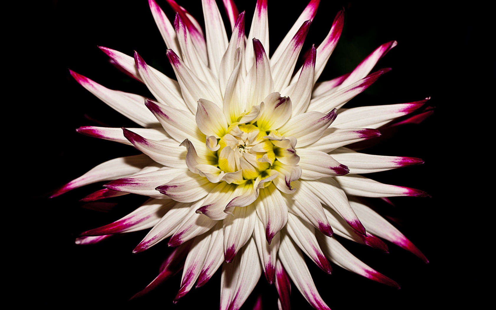 Крупная белая георгина  на черном фоне 