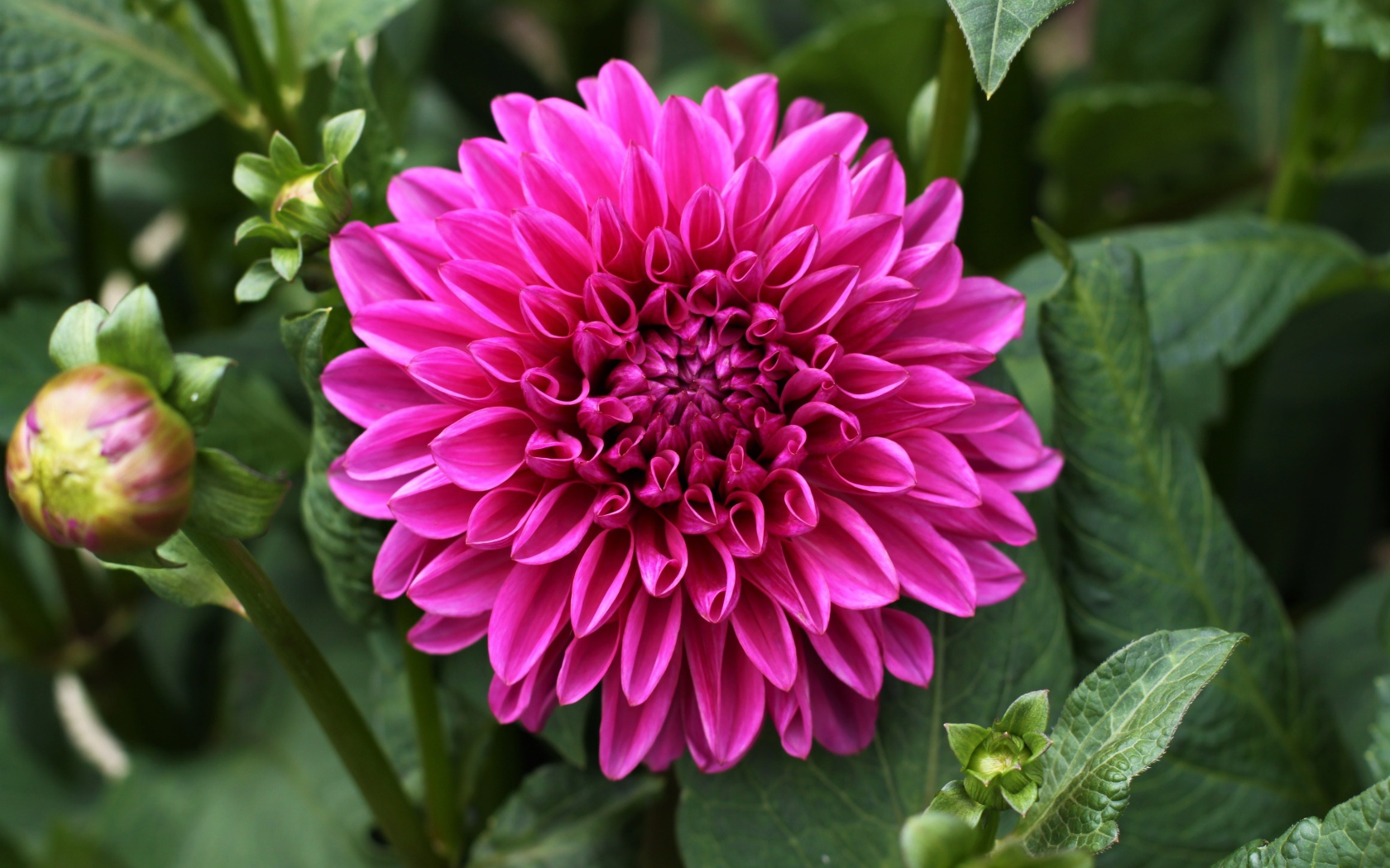 Крупный красивый розовый цветок георгина