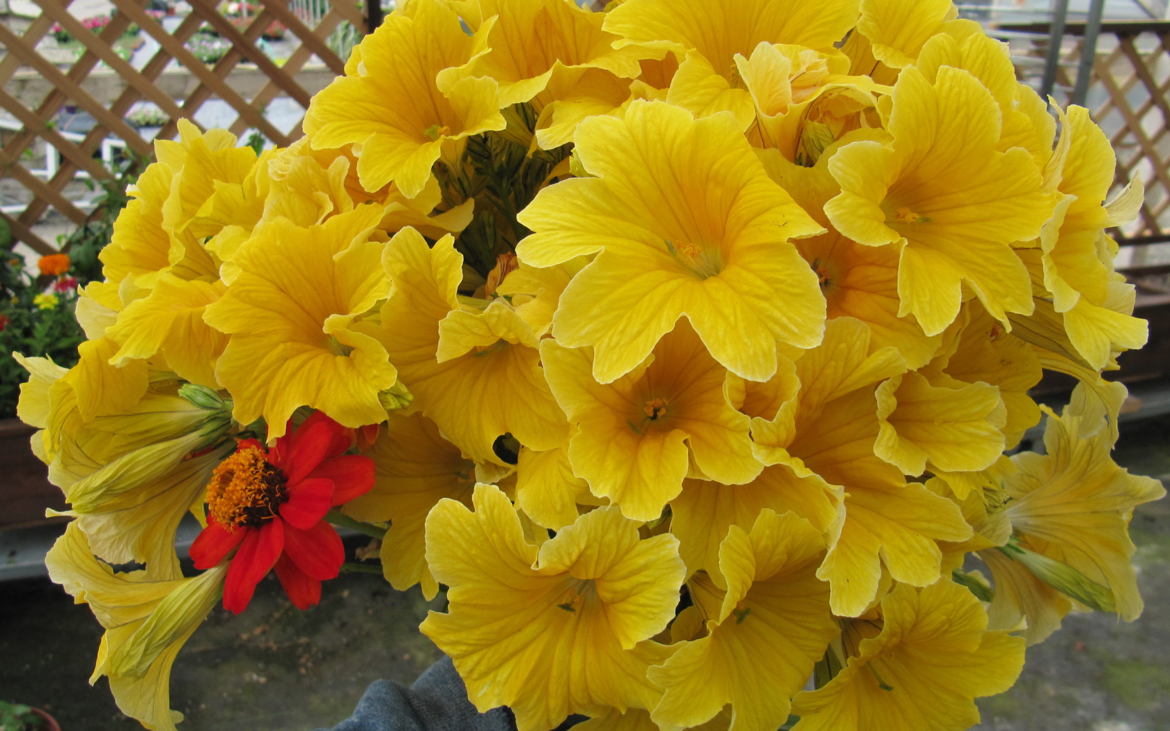 Большой букет цветов сальпиглоссис крупным планом