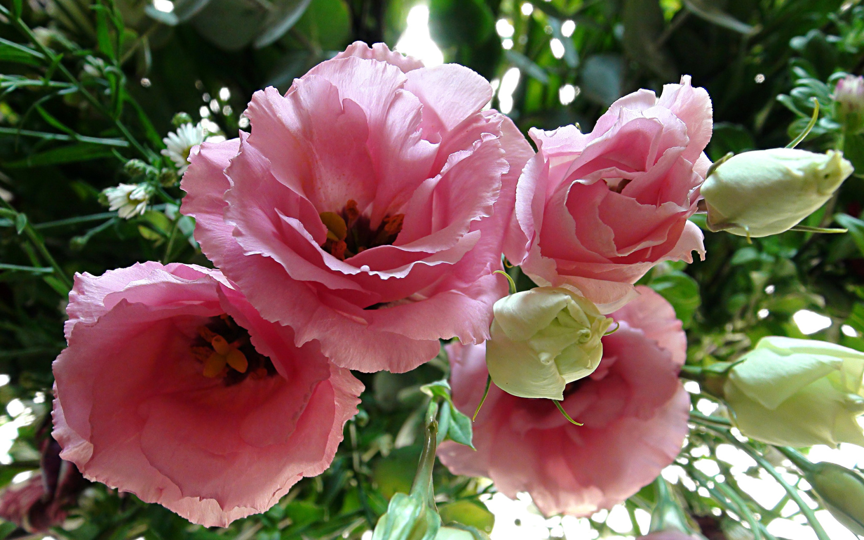 Крупные розовые цветы Эустома 