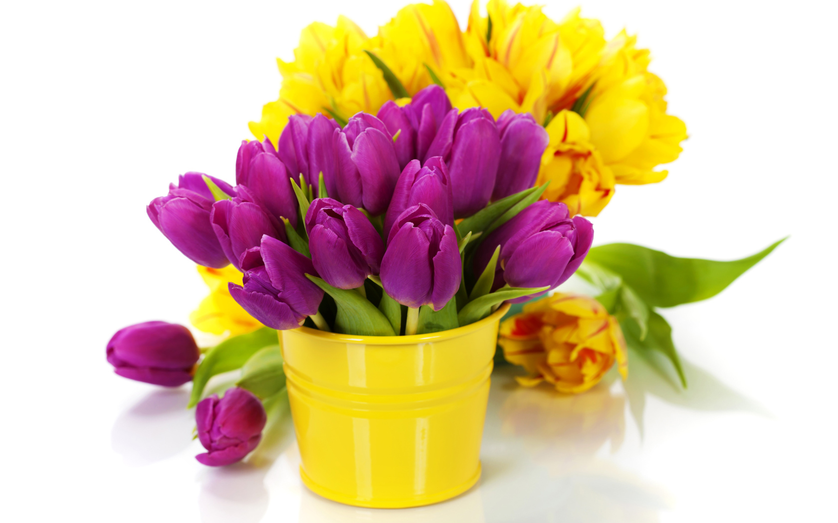 Сиреневые и желтые тюльпаны в вазах на белом фоне