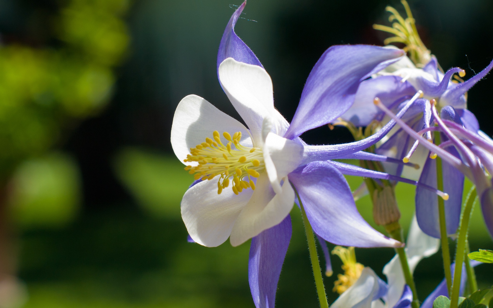 Сиреневый цветок колокольчик крупным планом 