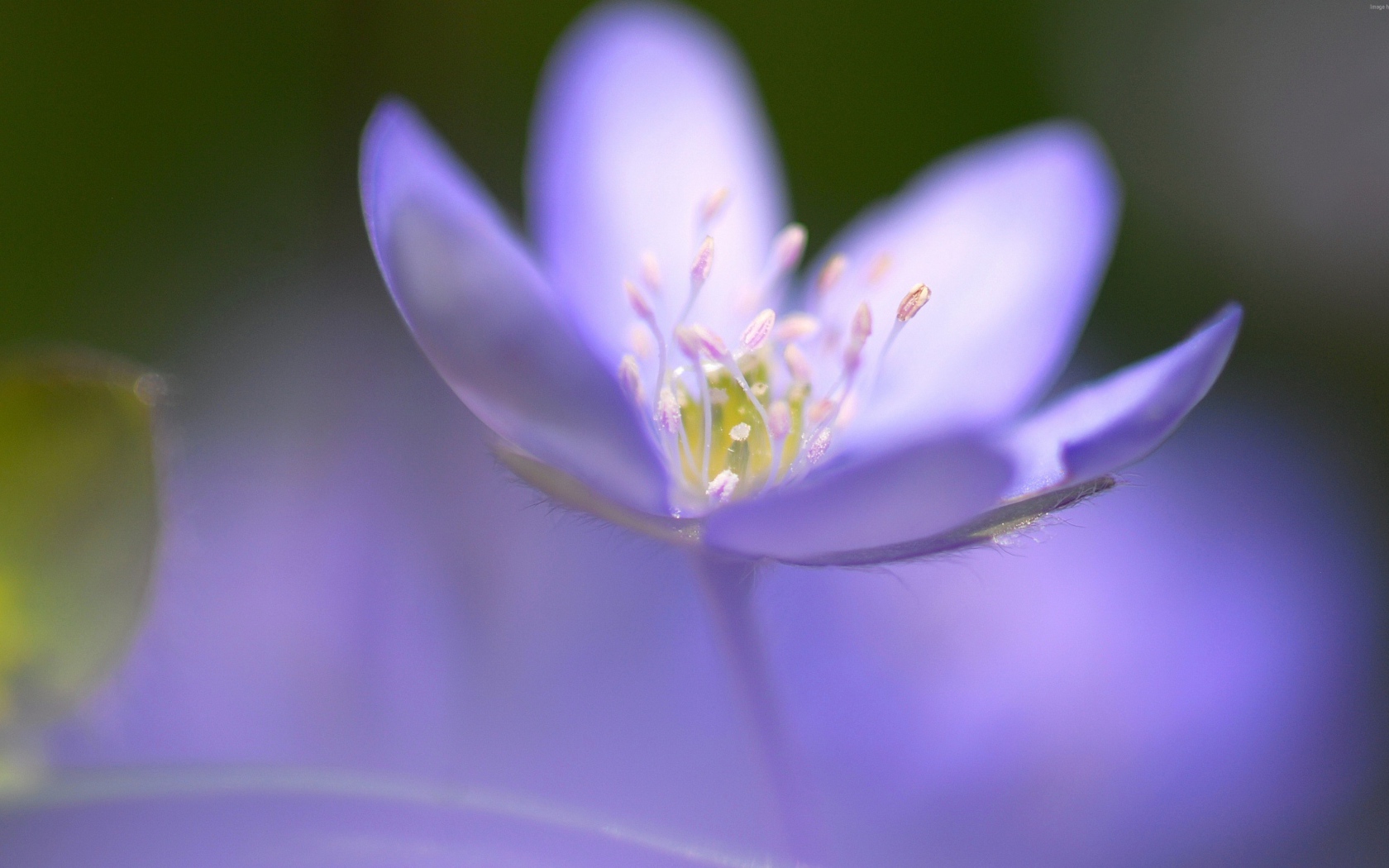 Маленький фиолетовый цветок фиалки крупным планом