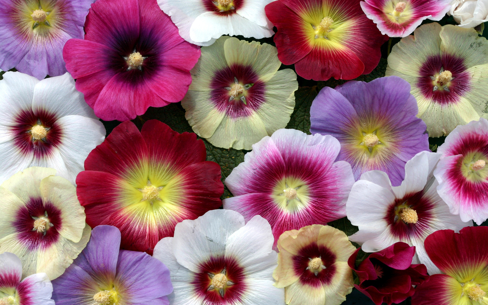 Разноцветные красивые цветы мальва